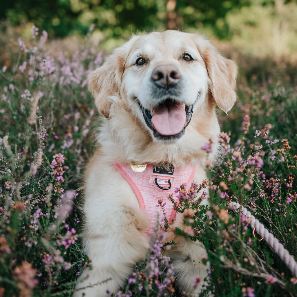 Dog Reversible Harness - Dolce Rose