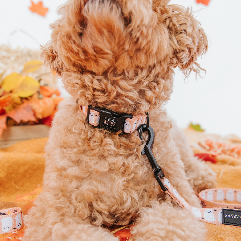 Dog Collar - Squad Ghouls