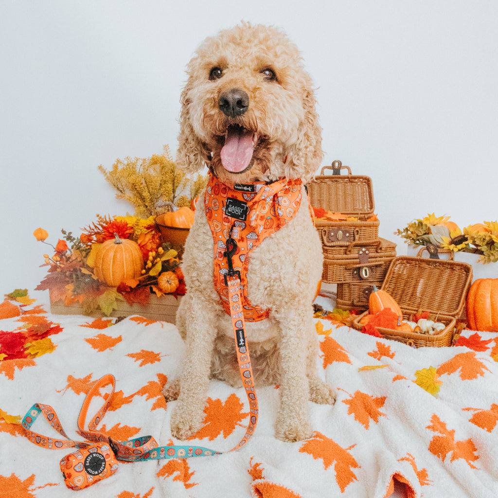 Dog Collar - Pupkin Donuts