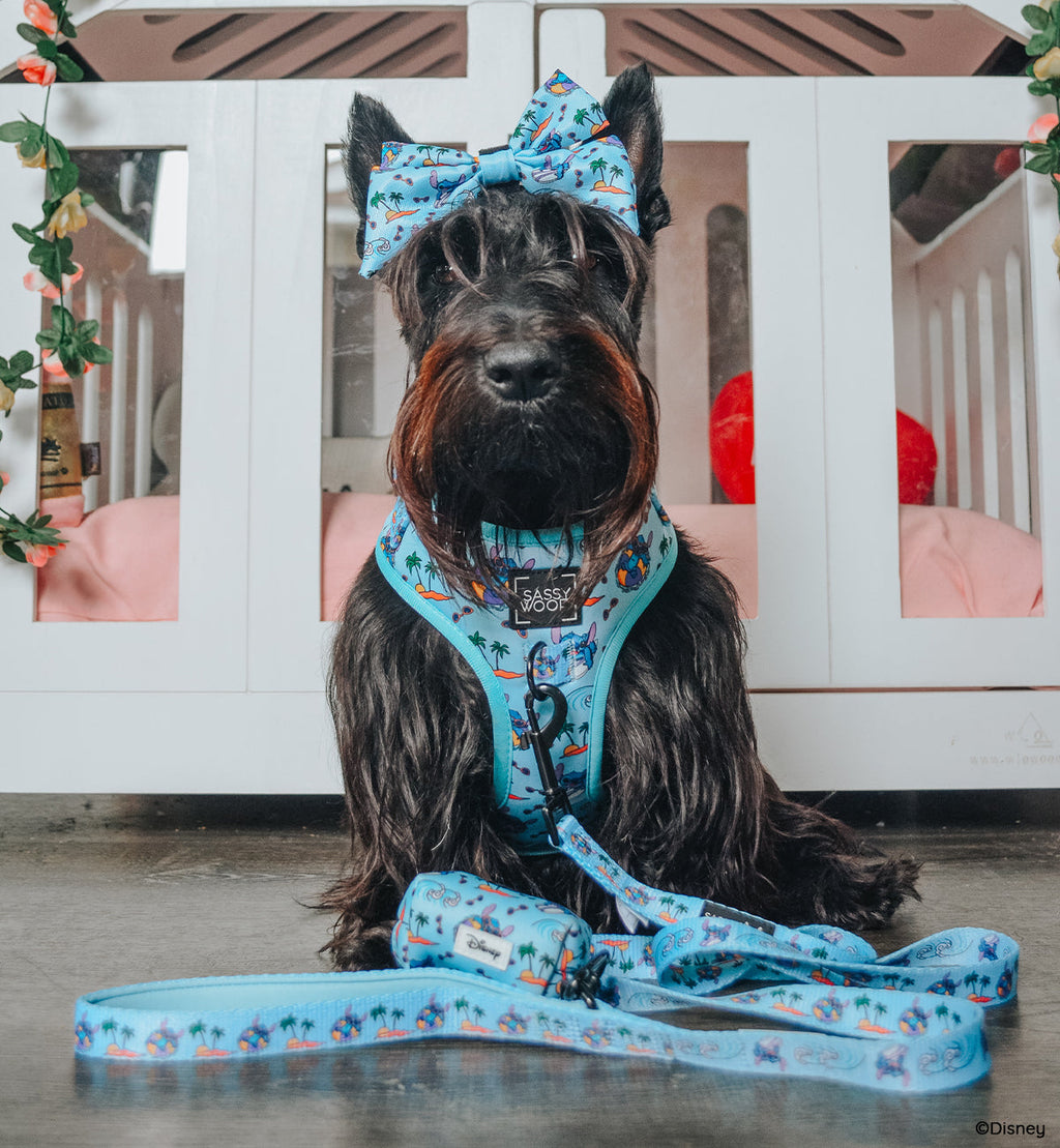 Dog Collar - Disney's Stitch
