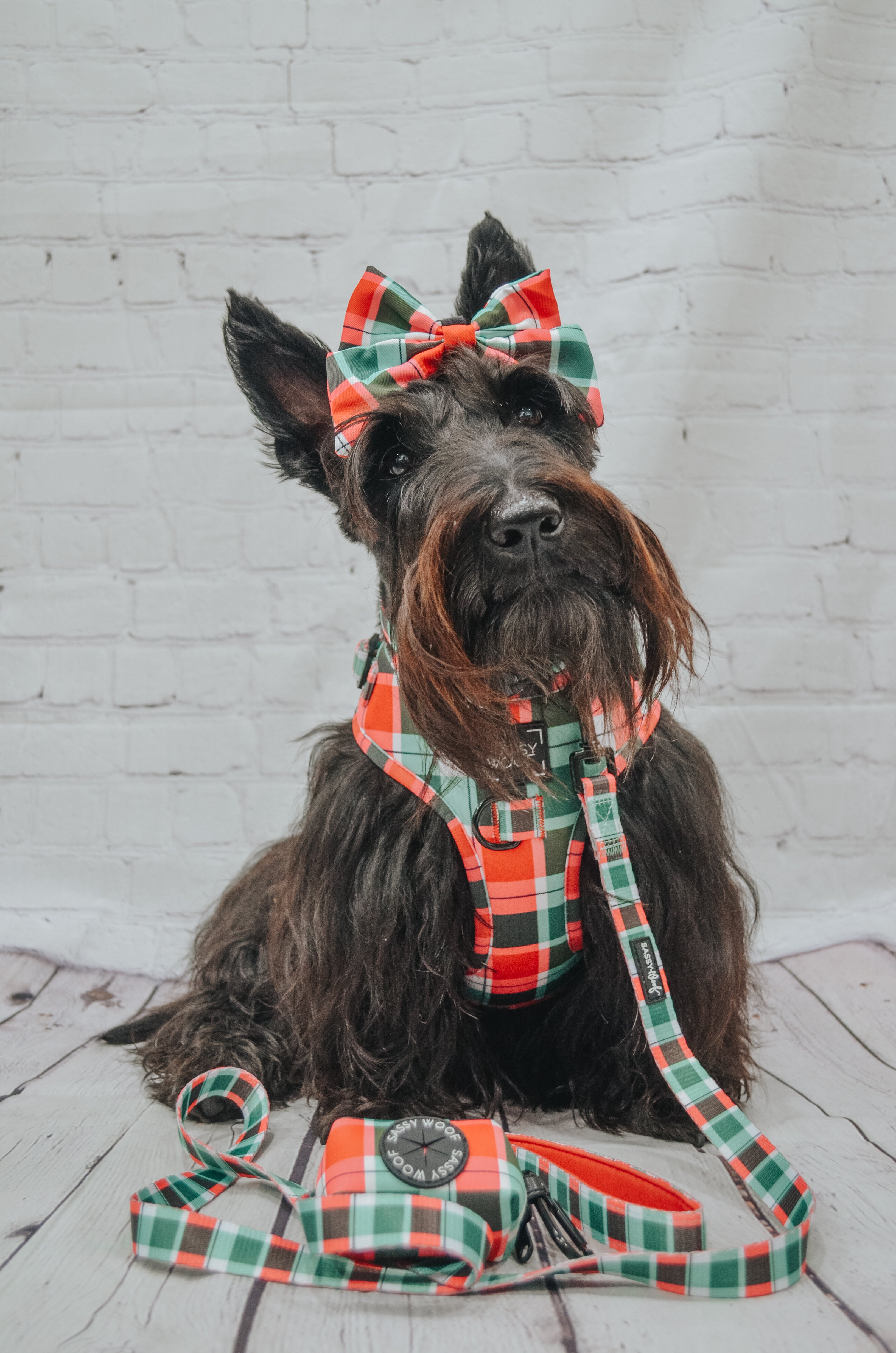 Dog Collar - Jingle Barks