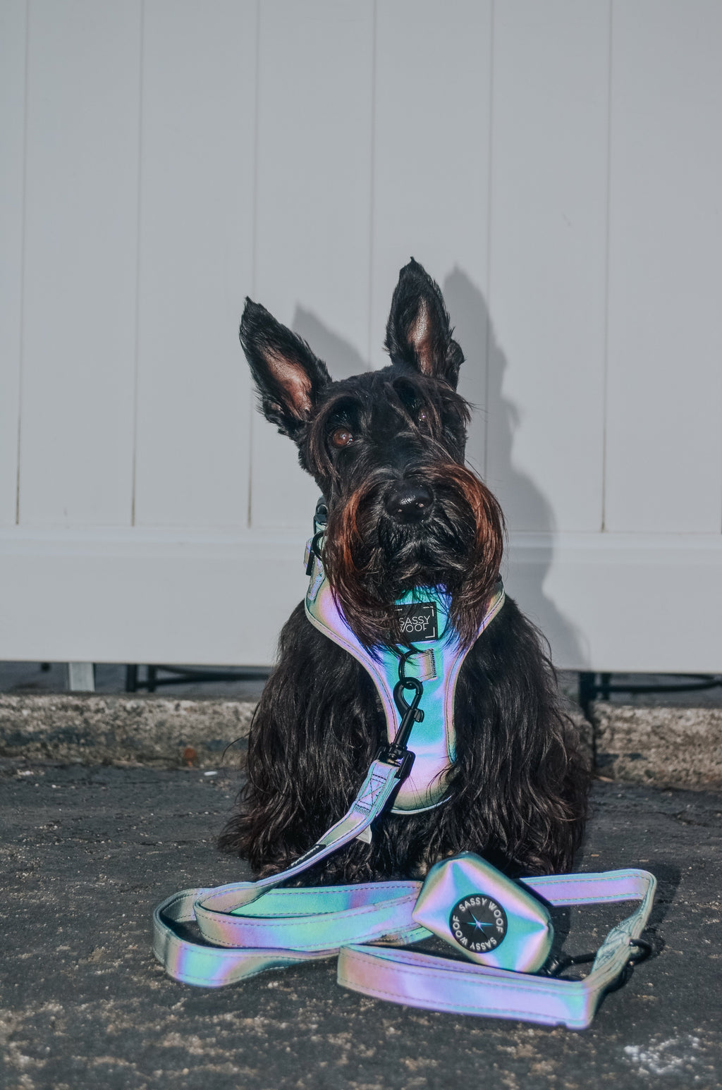 Dog Leash - Reflection