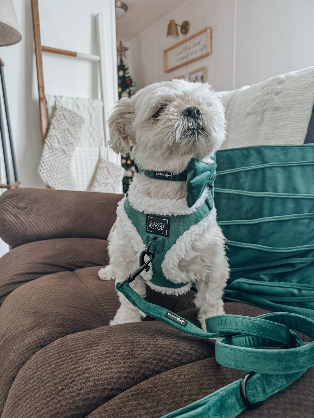 Dog Adjustable Harness - Nice
