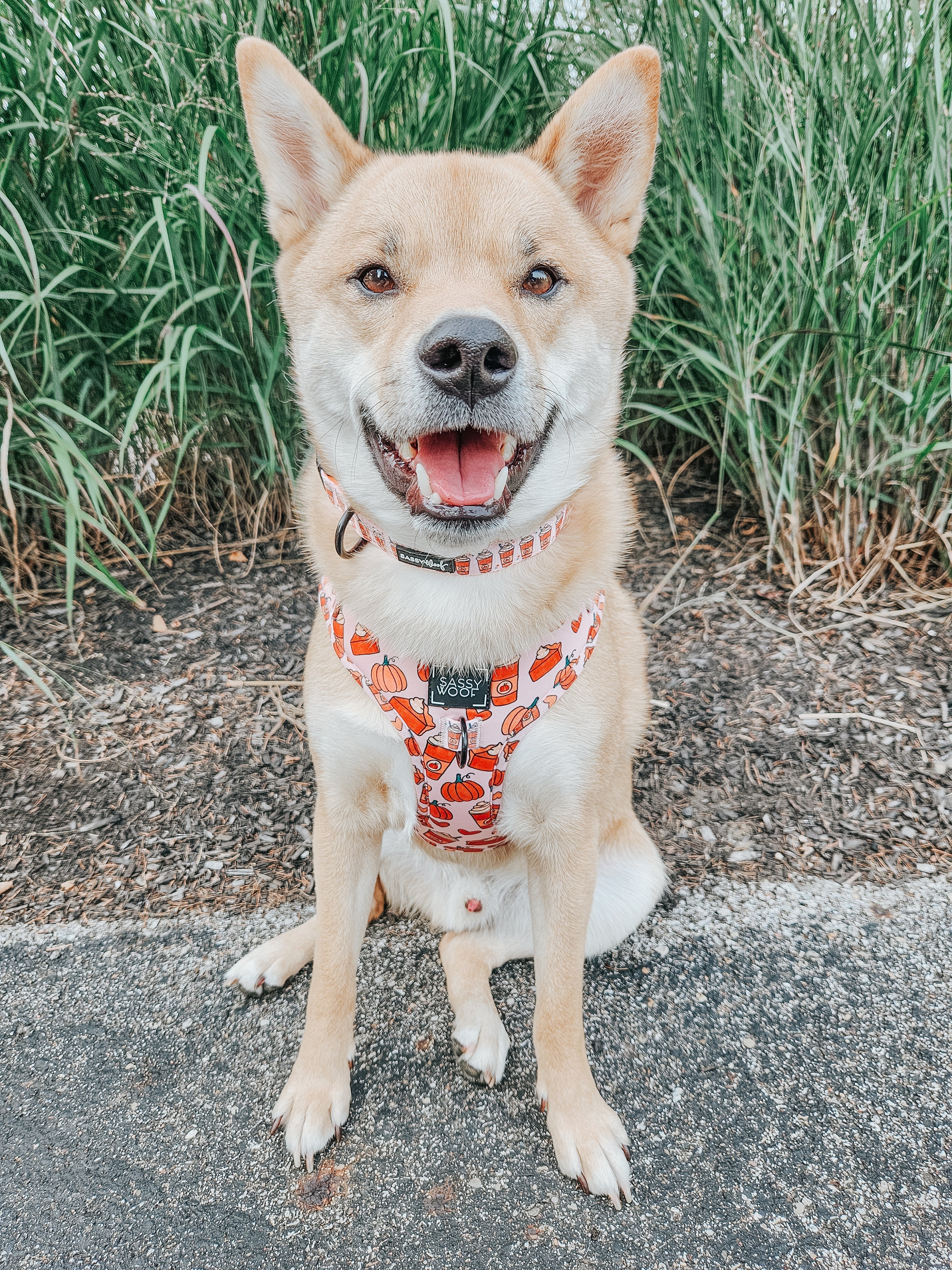 Dog Adjustable Harness - Pie There!