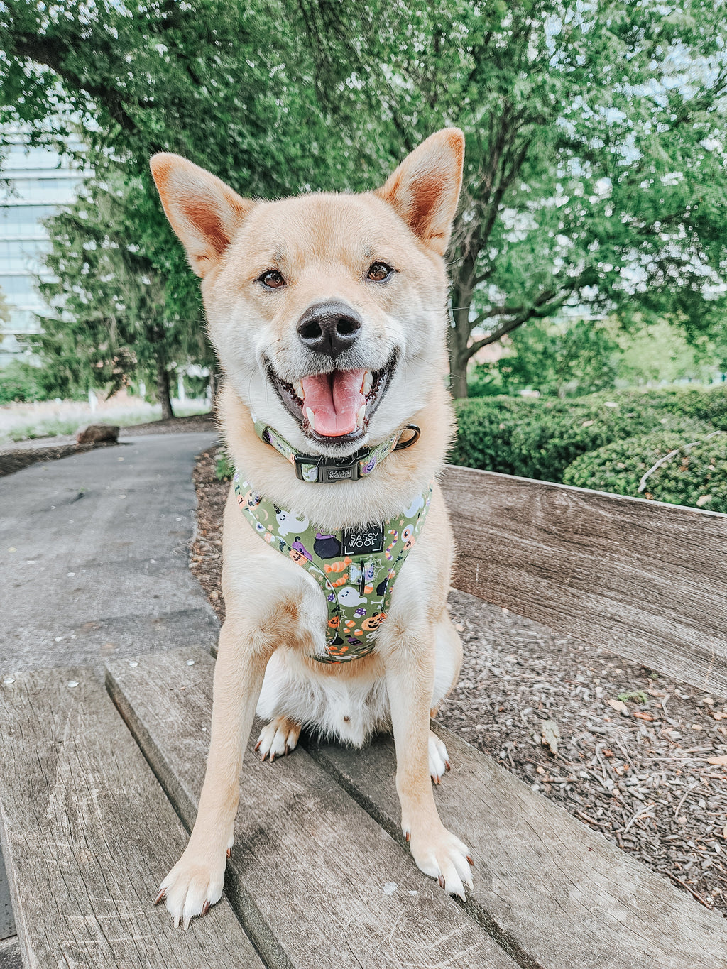 Dog Collar - Haunt Mess