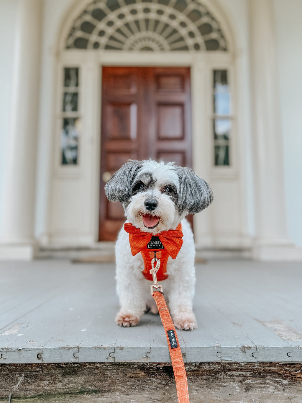 Dog Leash - Foxy
