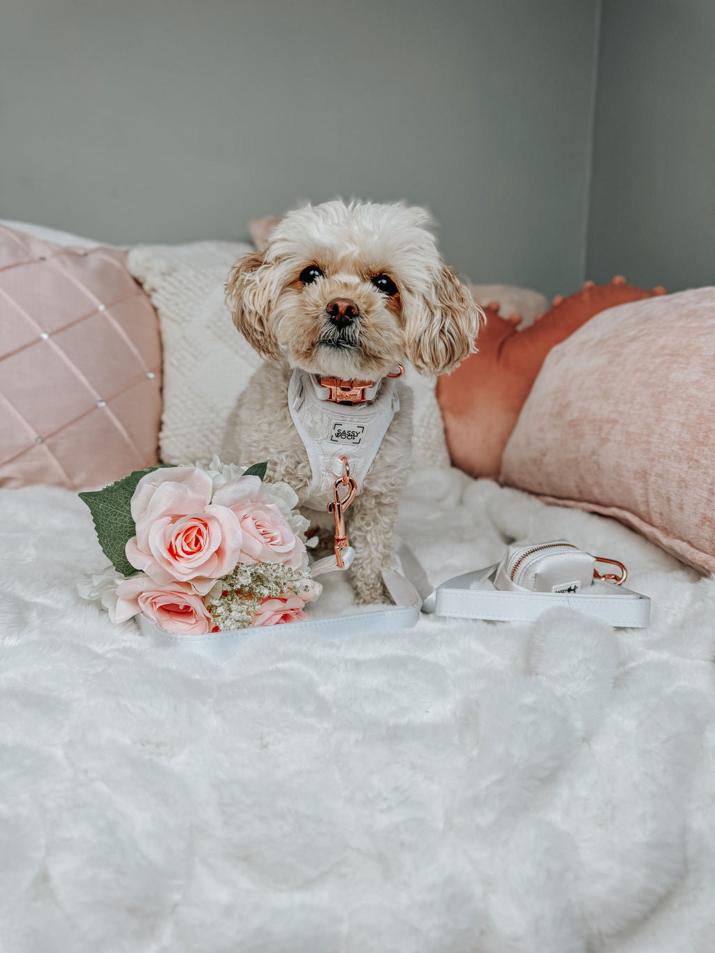 Dog Collar - Pup of Honor