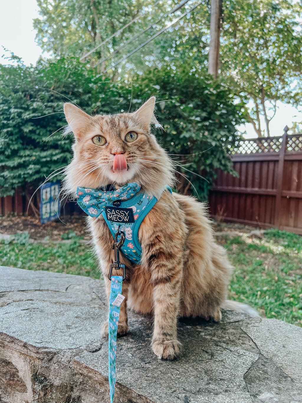 Cat Leash - Purrs & Petals