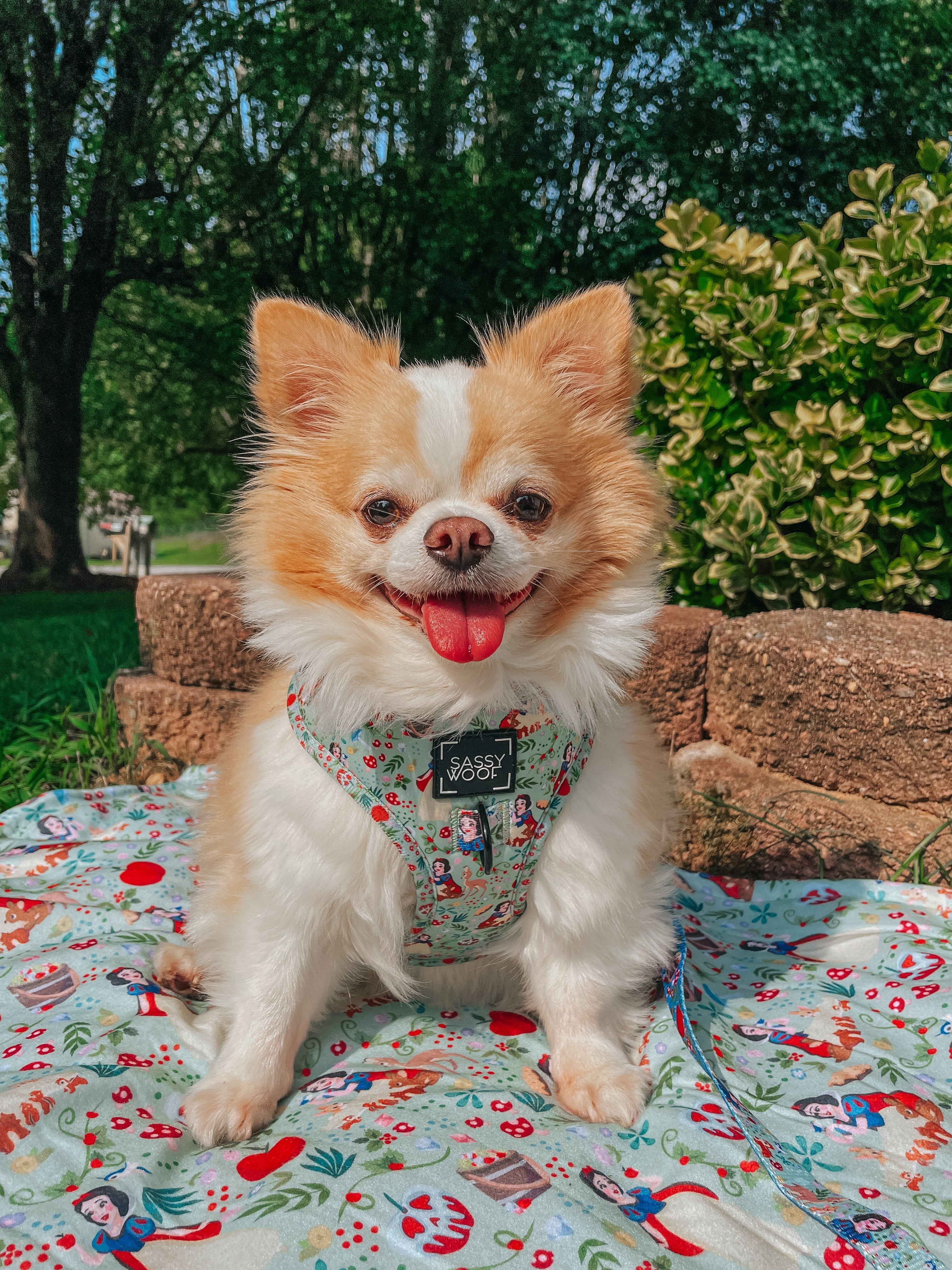 Dog Adjustable Harness - Disney's Snow White