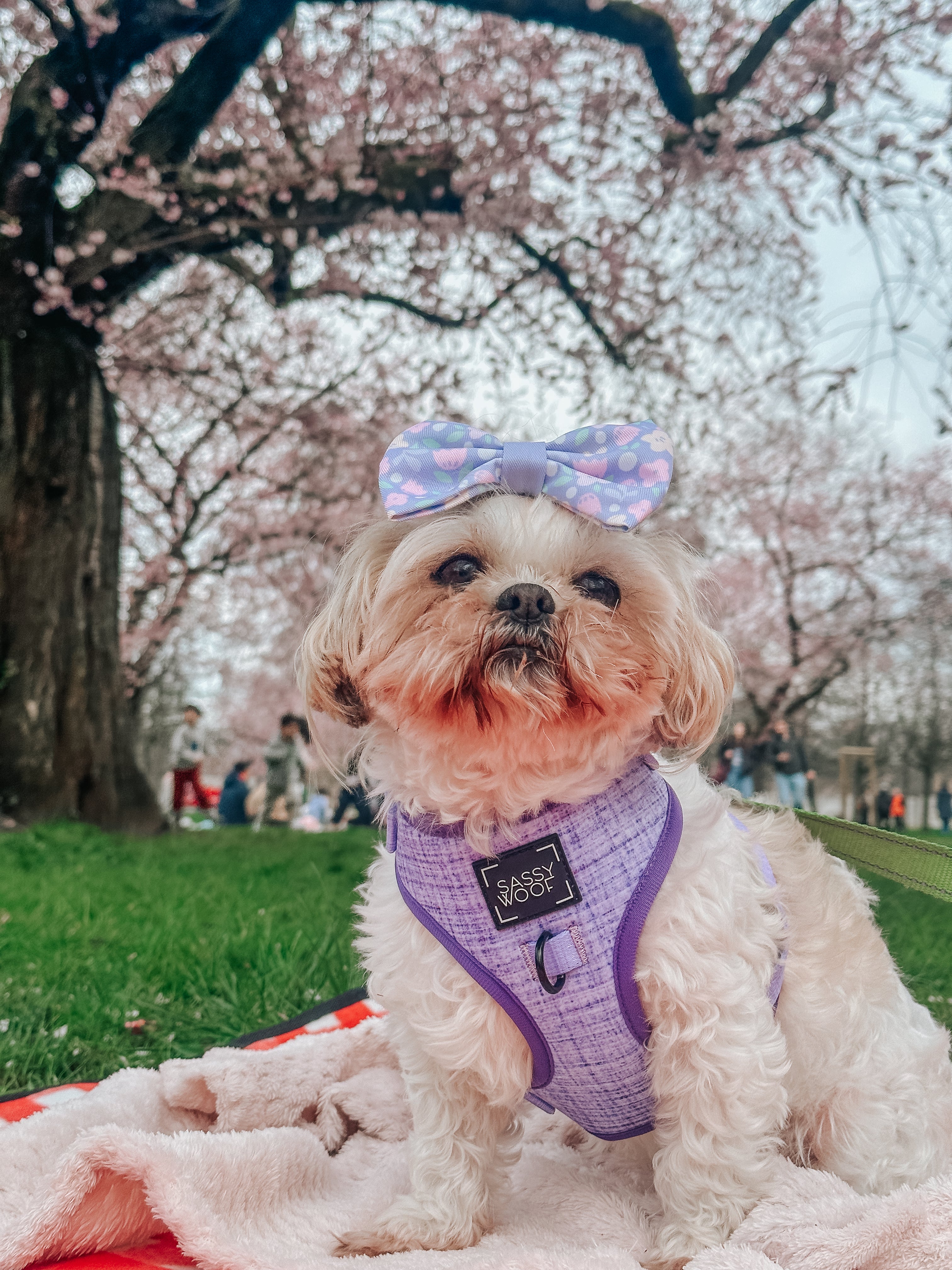 Dog Adjustable Harness - Aurora