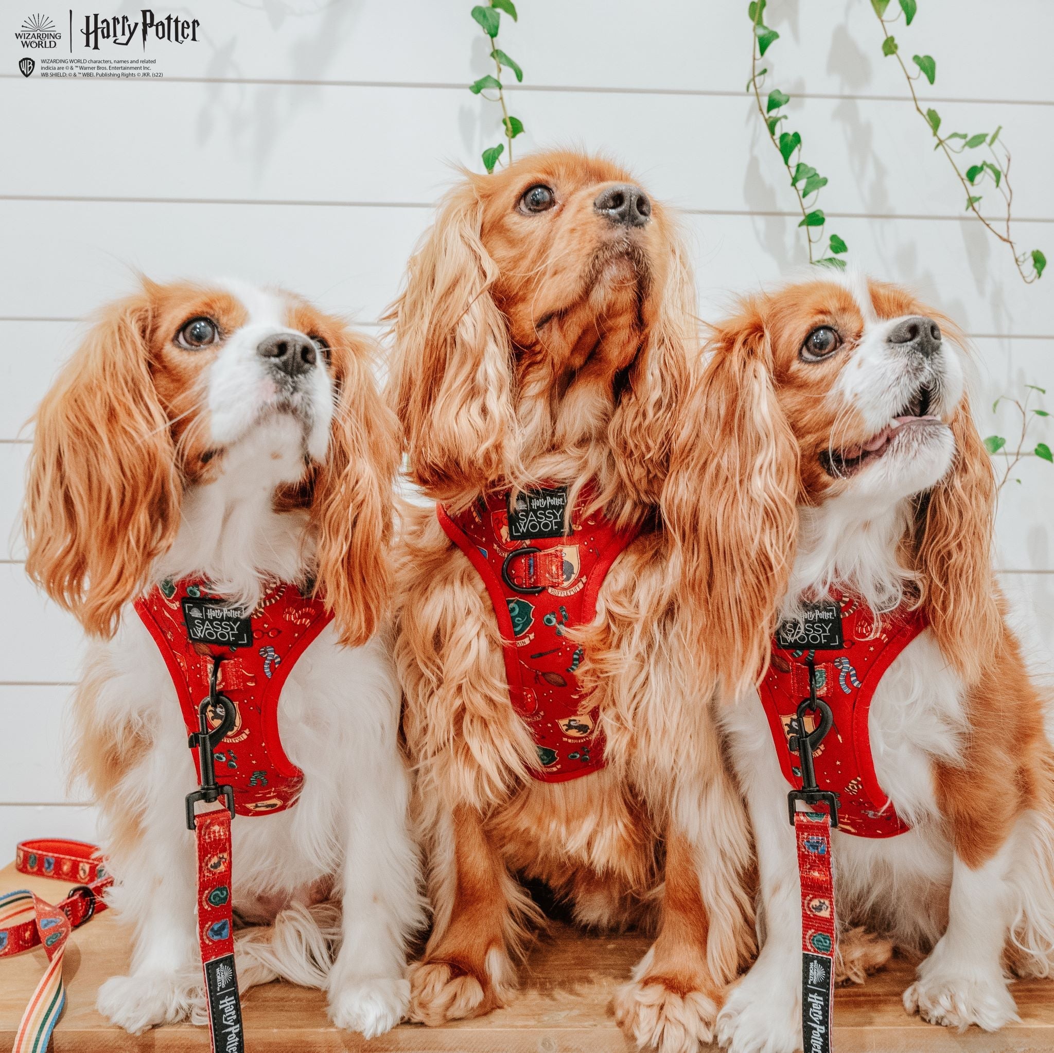 Dog Adjustable Harness - Harry Potter™