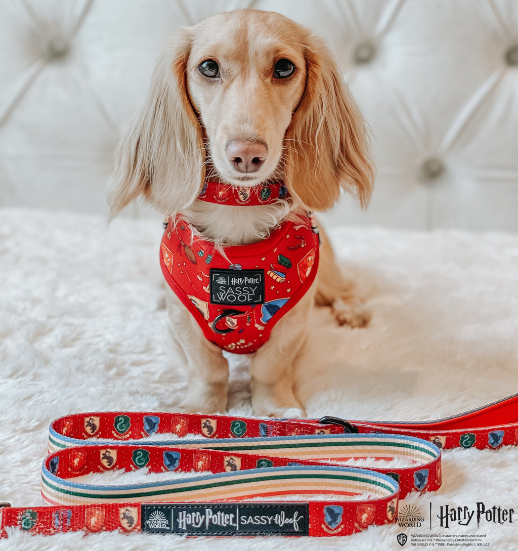 Dog Collar - Harry Potter™