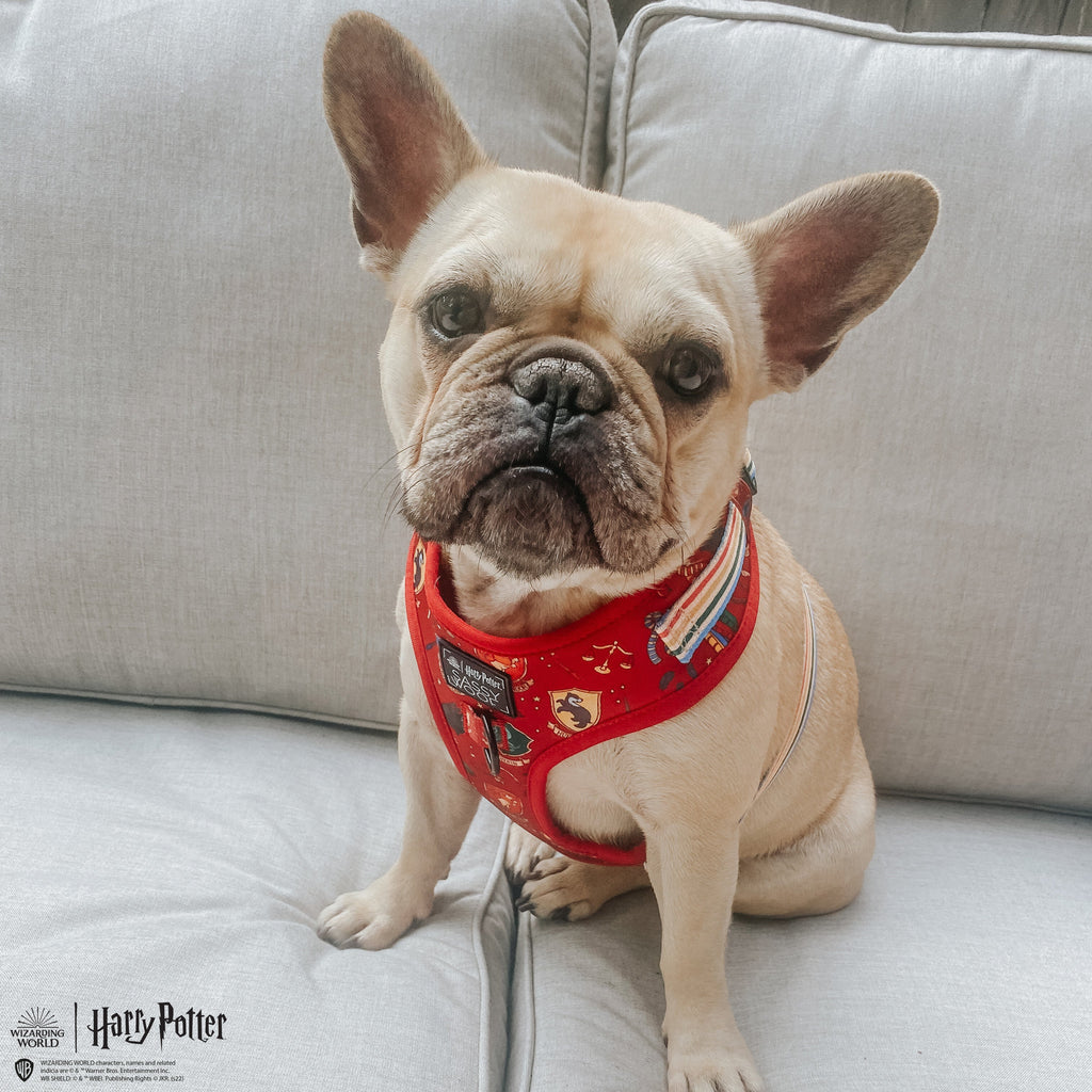 Dog Adjustable Harness - Harry Potter™