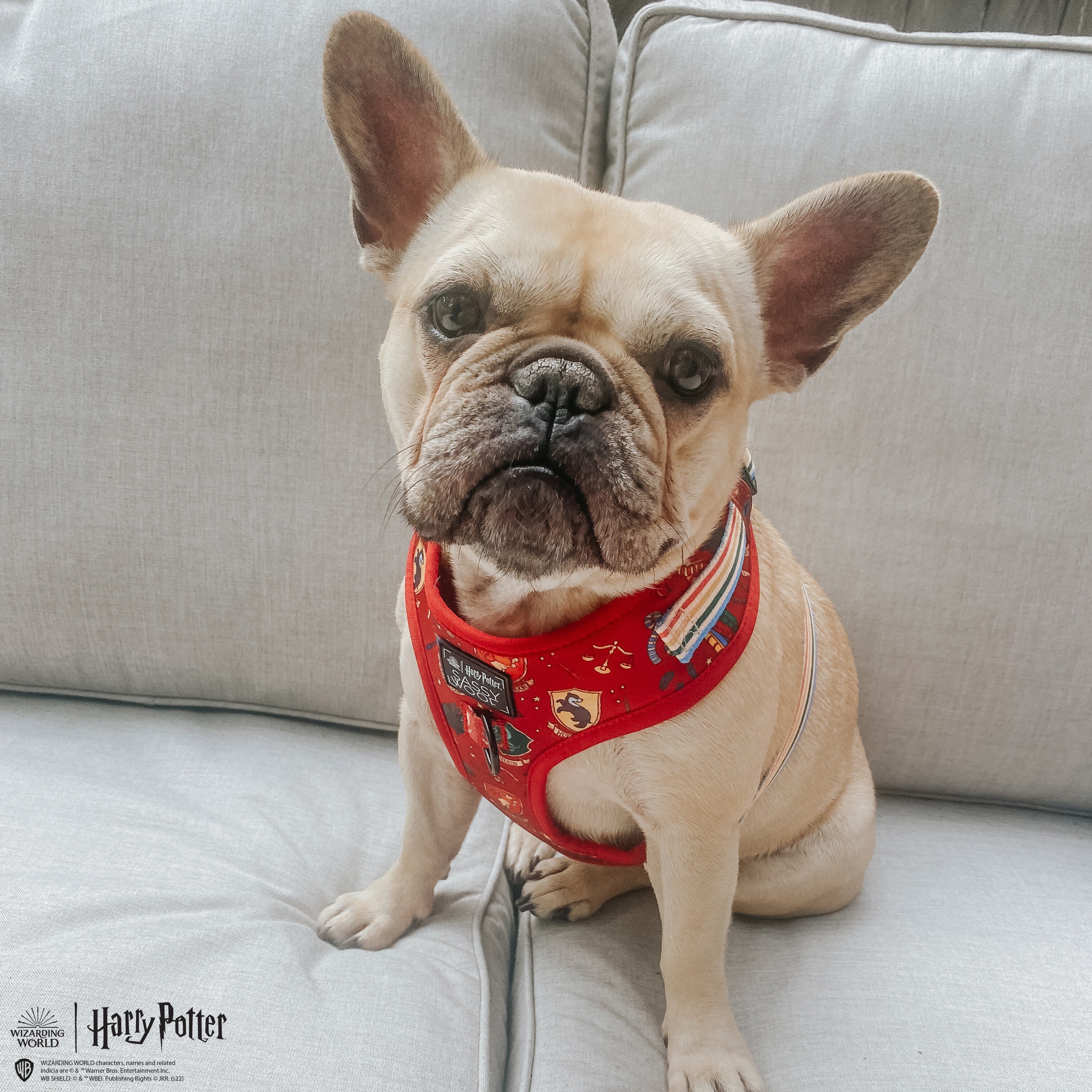 Dog Adjustable Harness - Harry Potter™