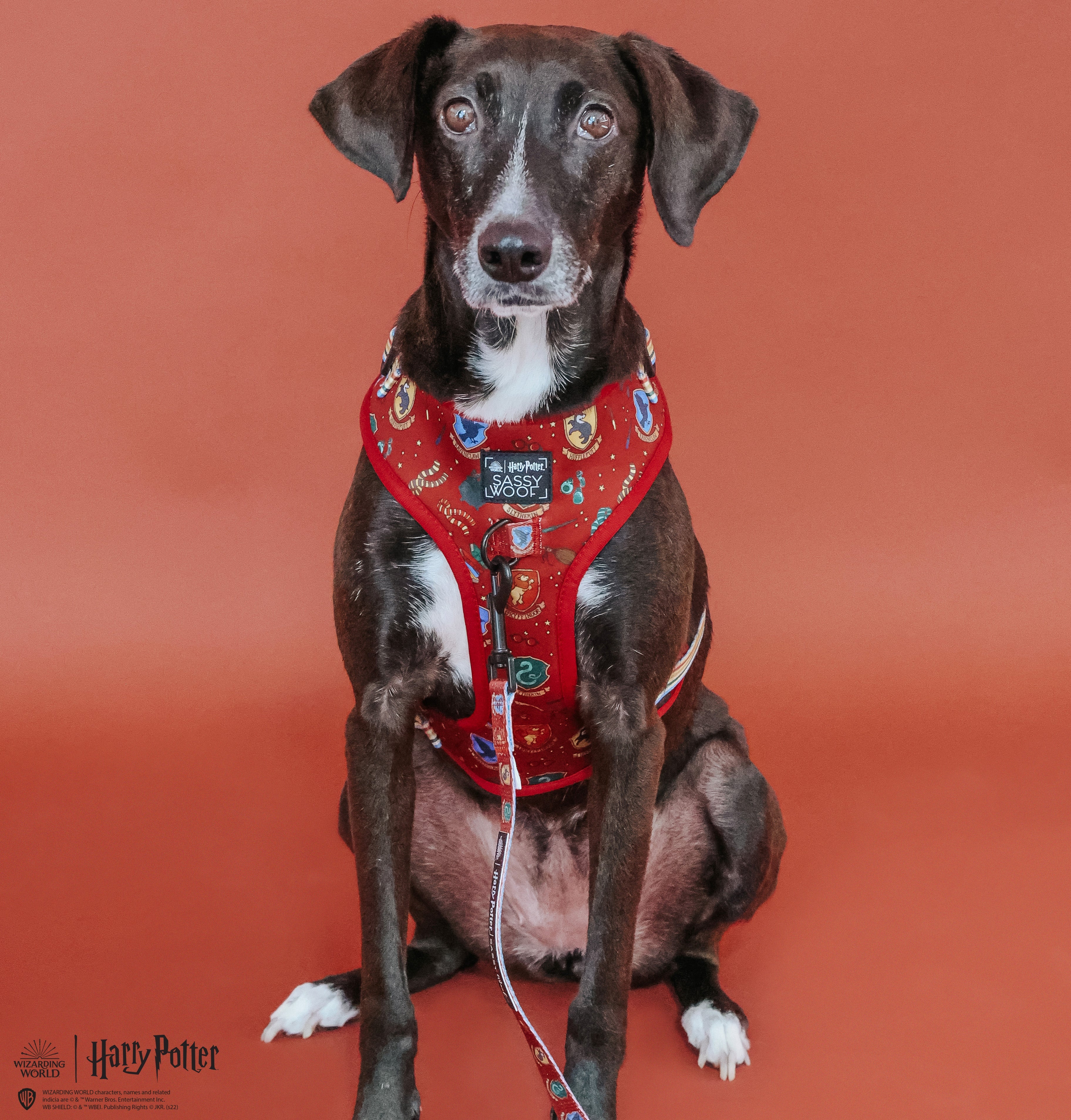Dog Adjustable Harness - Harry Potter™