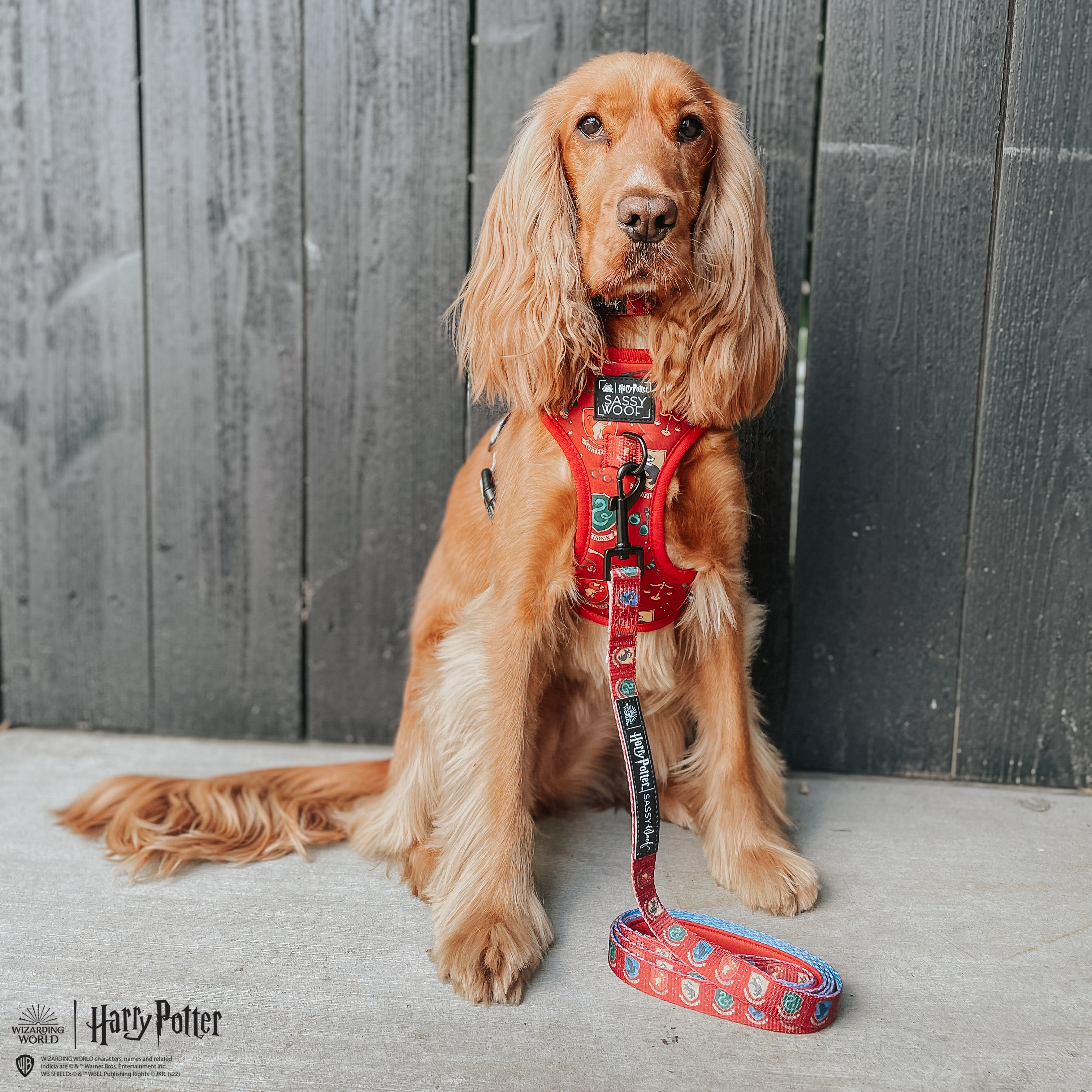 Dog Leash - Harry Potter™