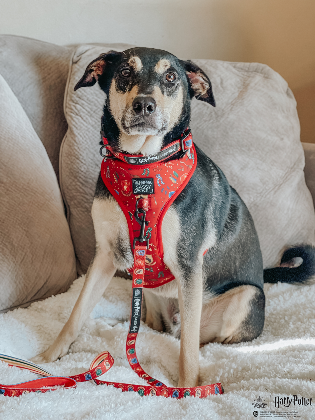 Dog Adjustable Harness - Harry Potter™
