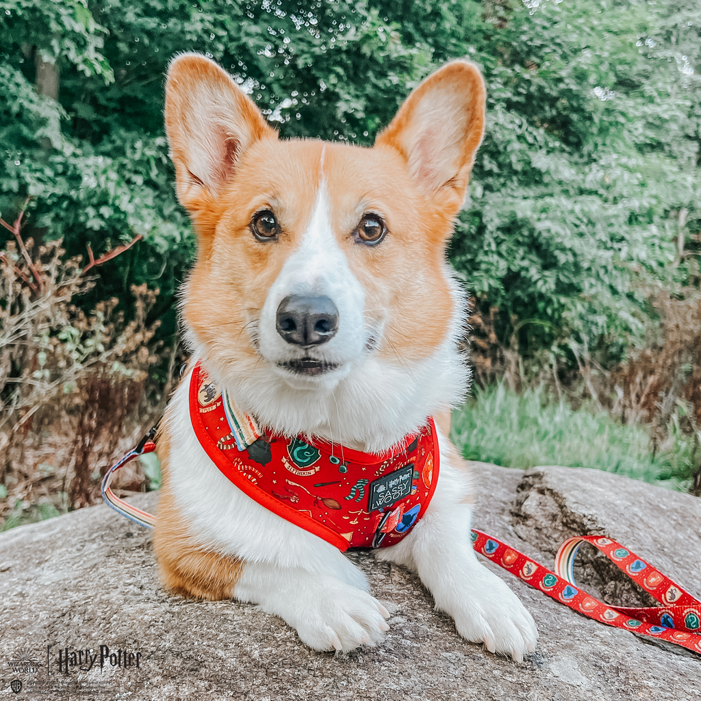 Dog Adjustable Harness - Harry Potter™
