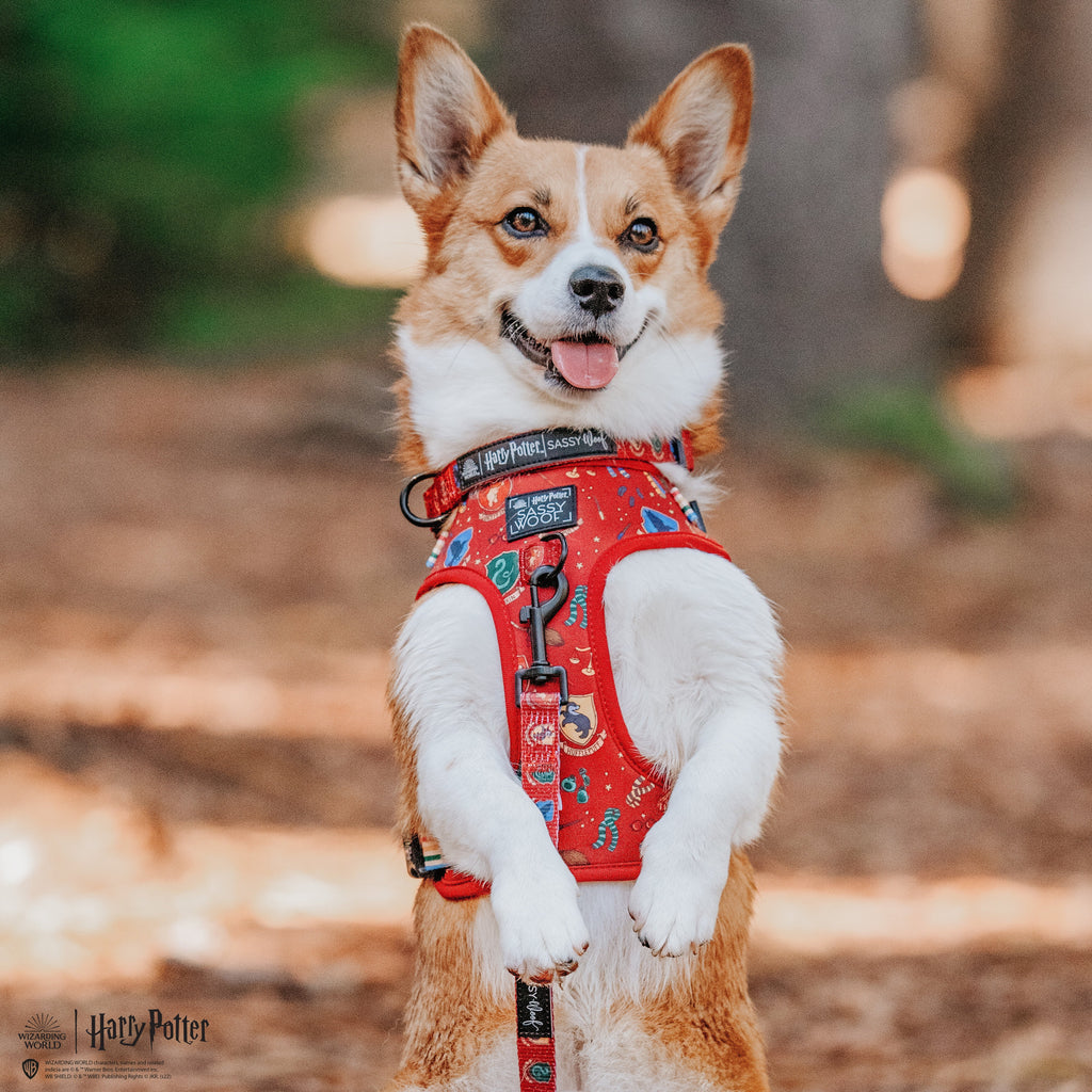 Dog Adjustable Harness - Harry Potter™