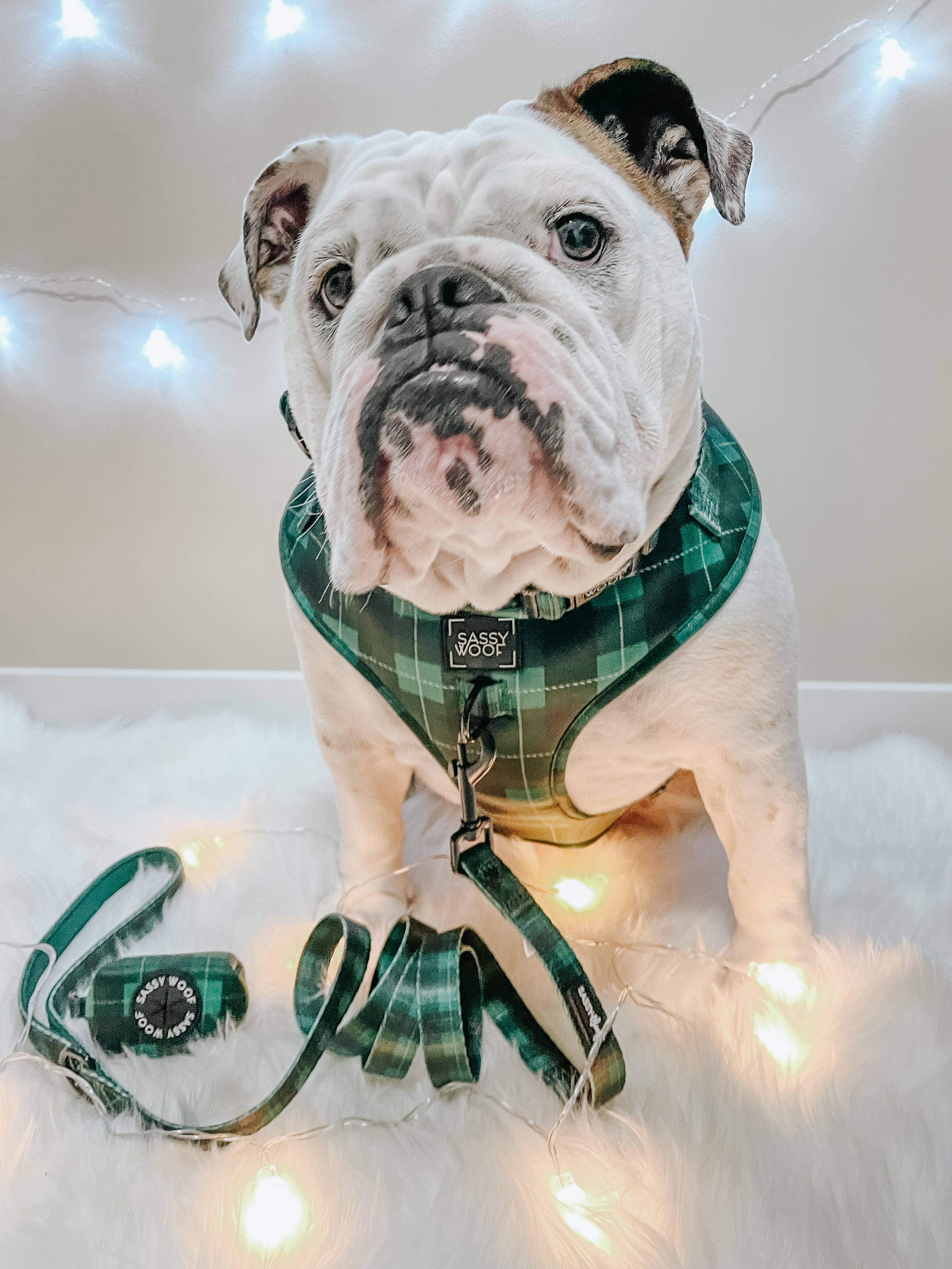 Dog Leash - Barks of Holly