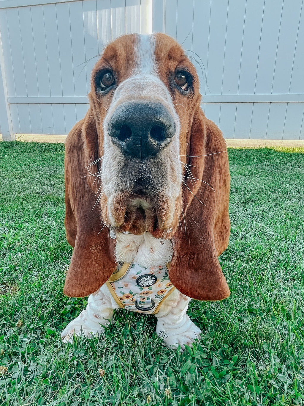 Dog Step-In Harness - Sunflower Dreams