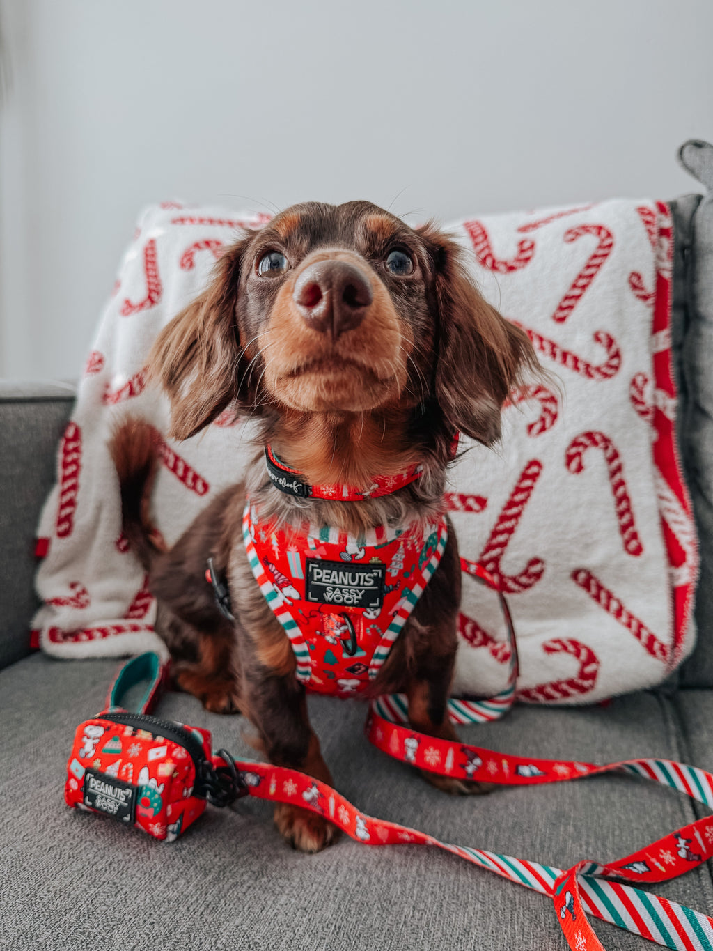 Dog Adjustable Harness - Peanuts™ Beagle Bells