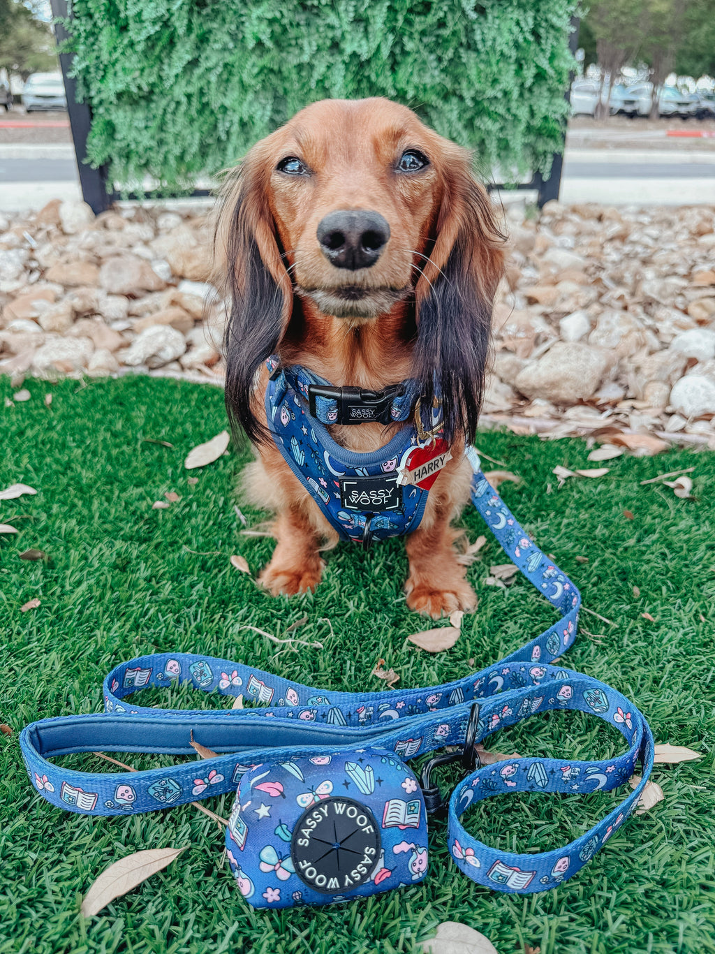 Dog Adjustable Harness - Spellbound