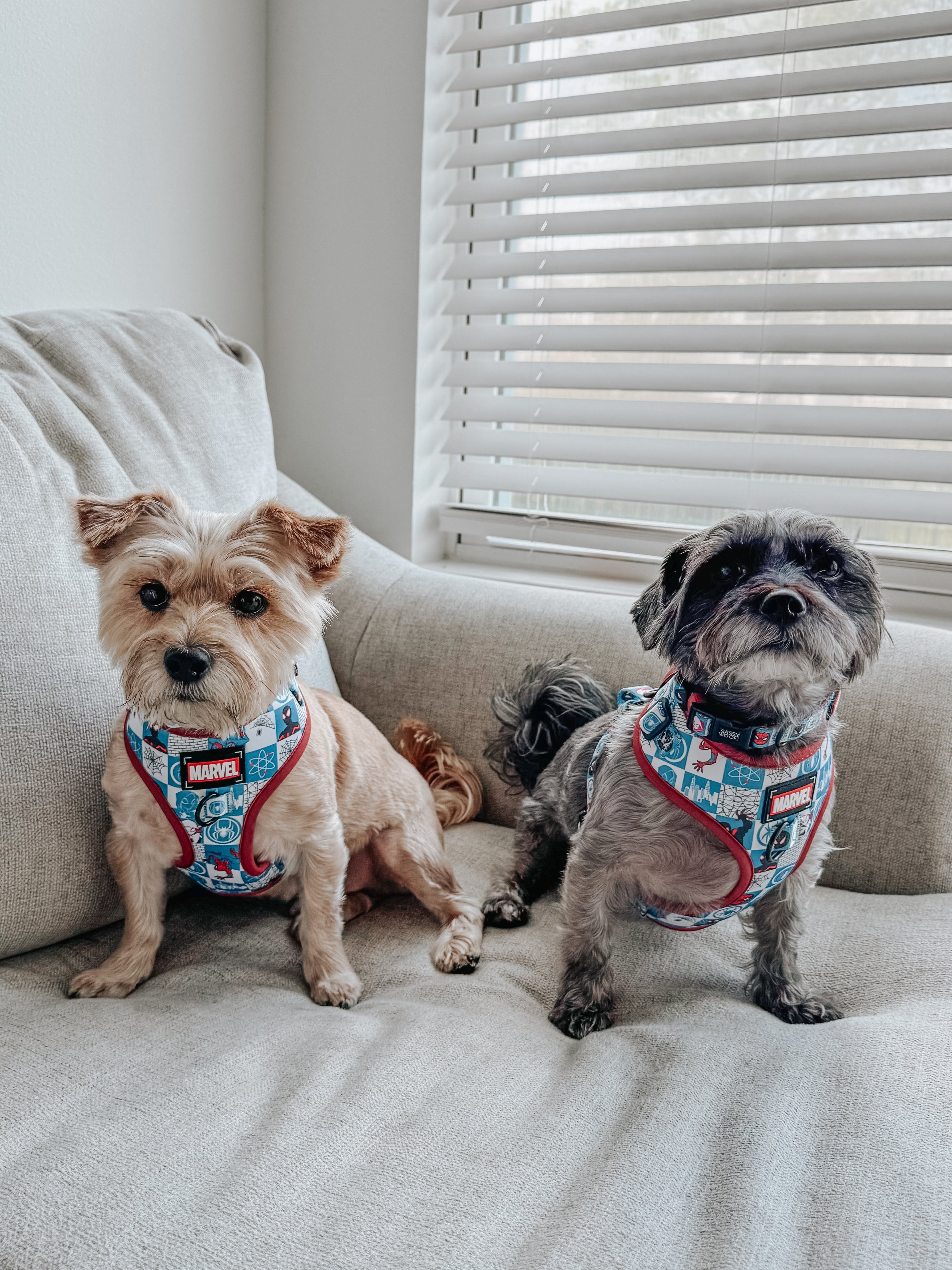 Dog Collar - Marvel’s Spider-Man
