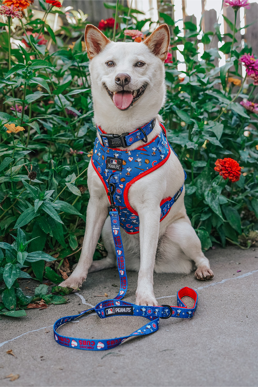 Dog Collar - MLB™ x Peanuts™ Chicago Cubs™