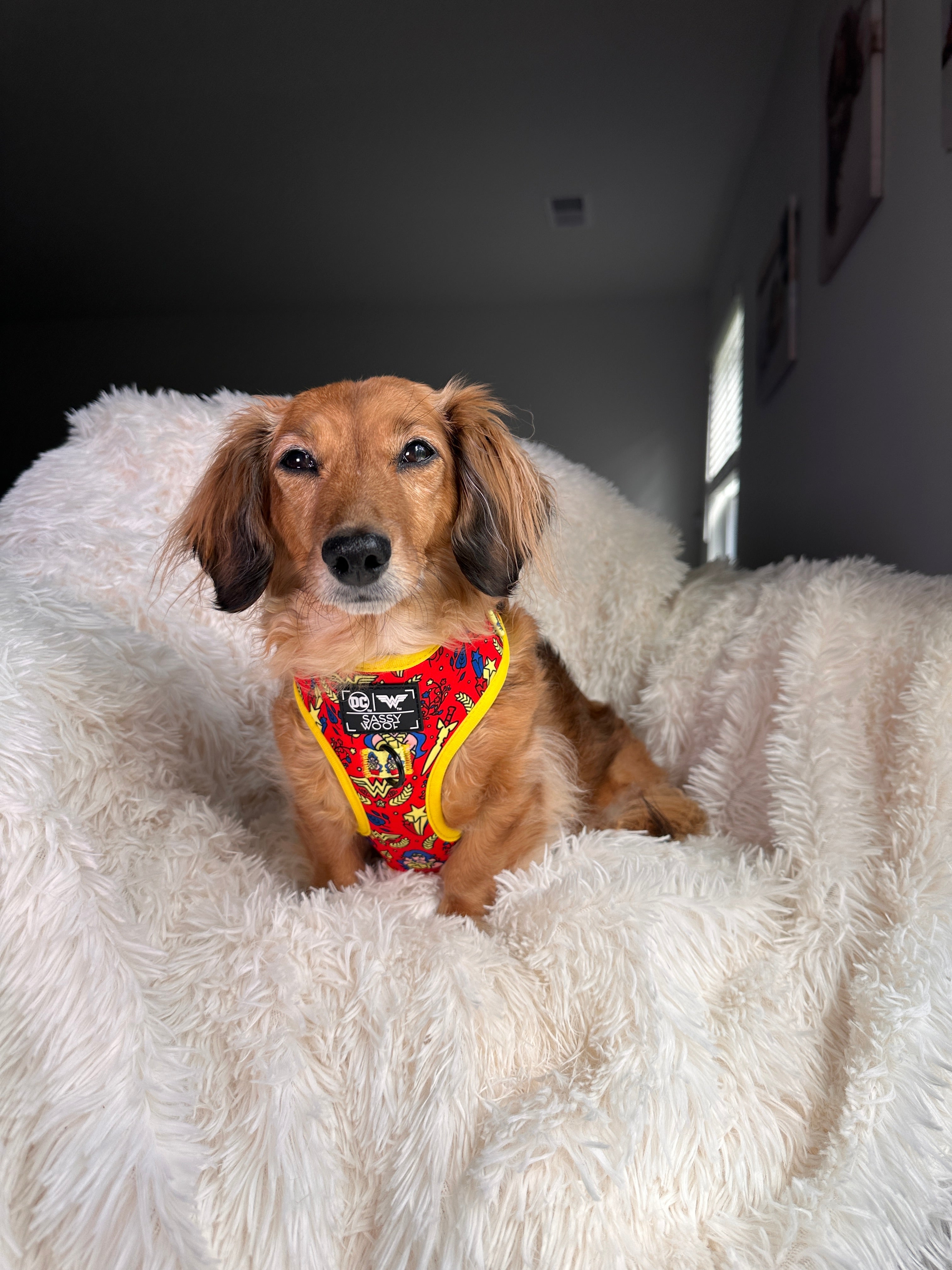 Dog Adjustable Harness - Wonder Woman™