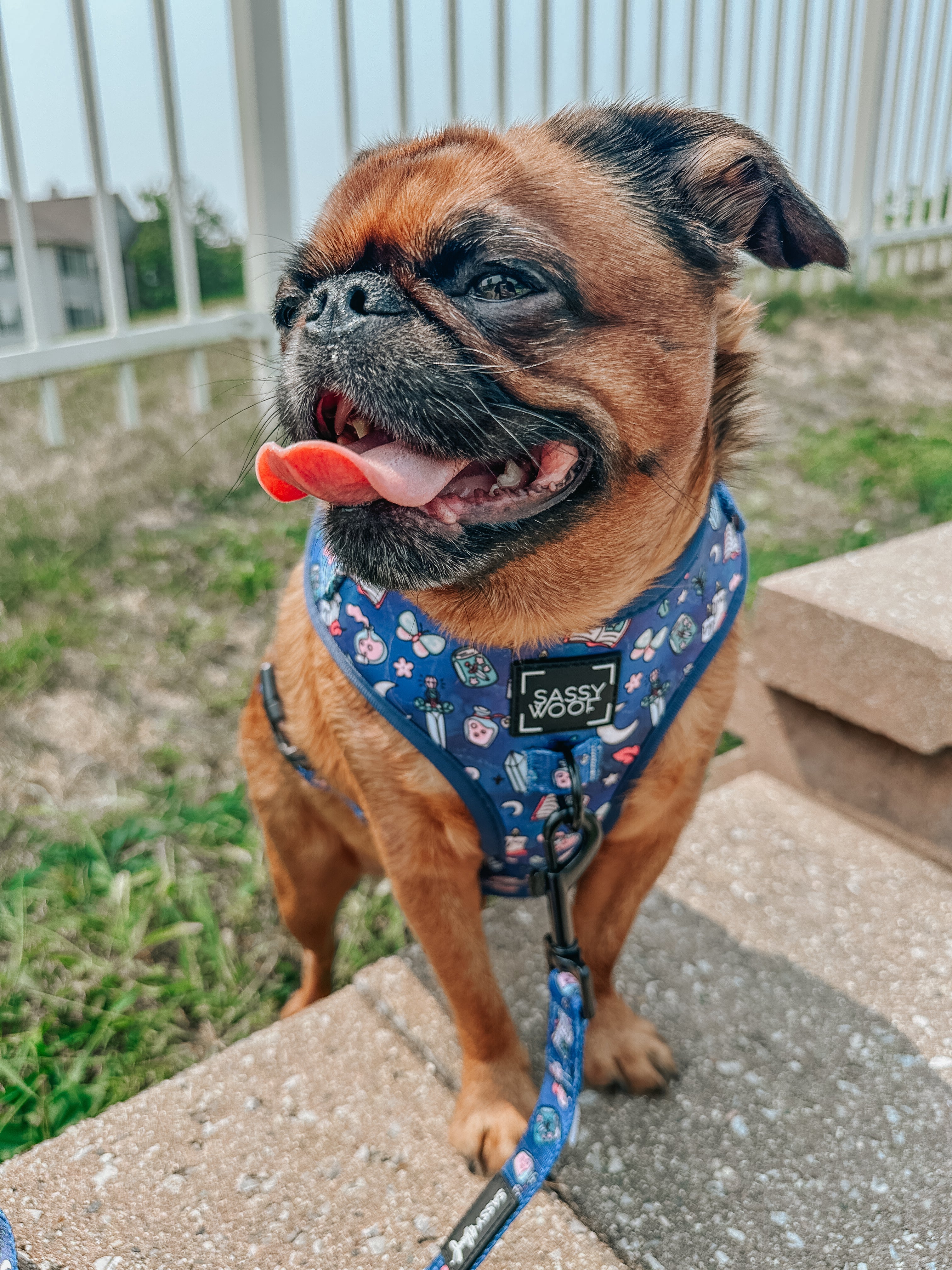 Dog Adjustable Harness - Spellbound