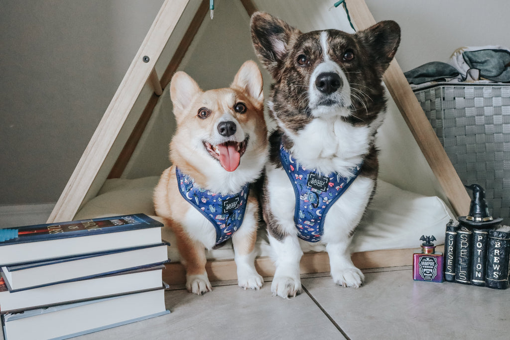 Dog Adjustable Harness - Spellbound