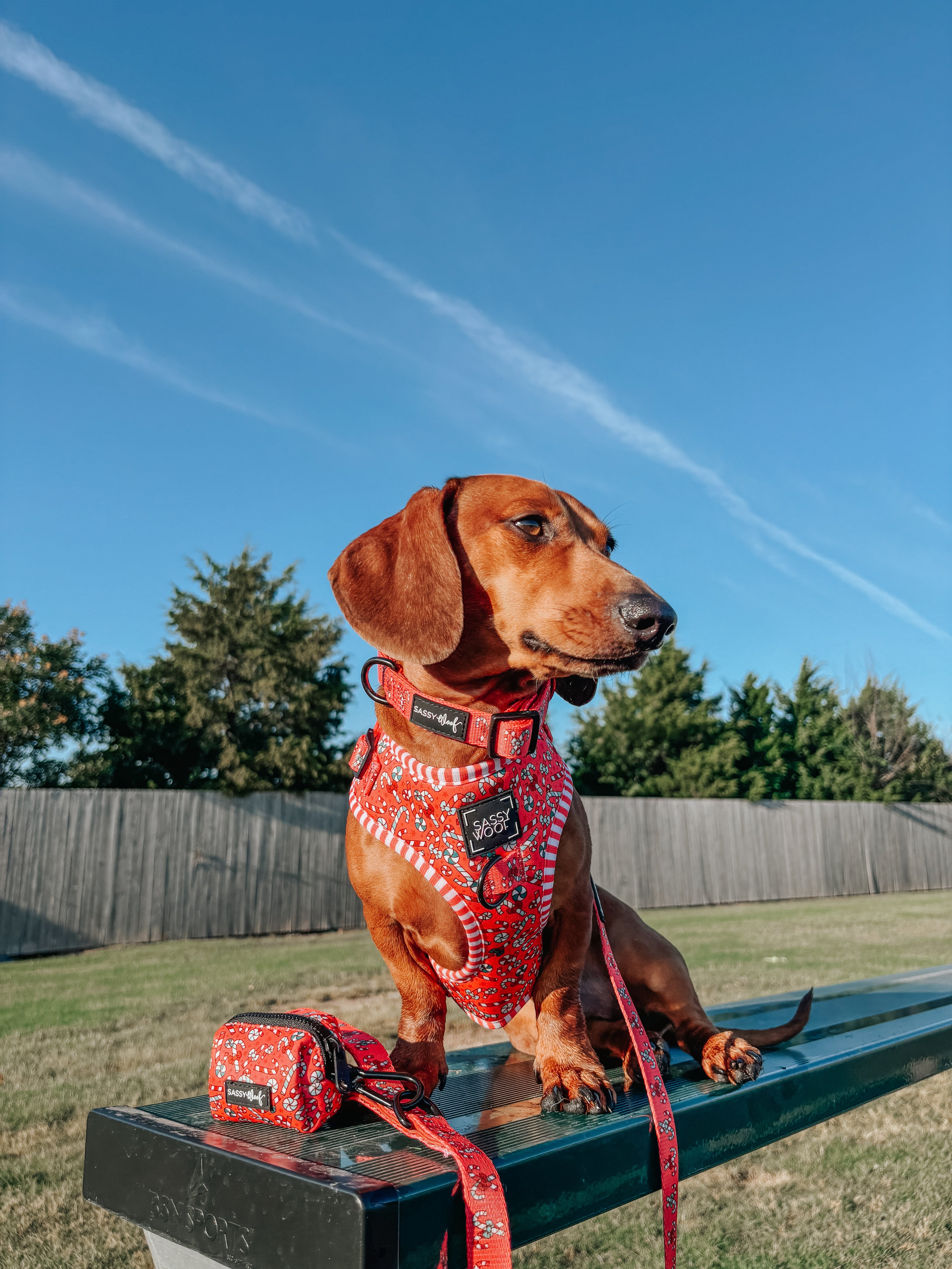 Dog Adjustable Harness - Puppermint Twist