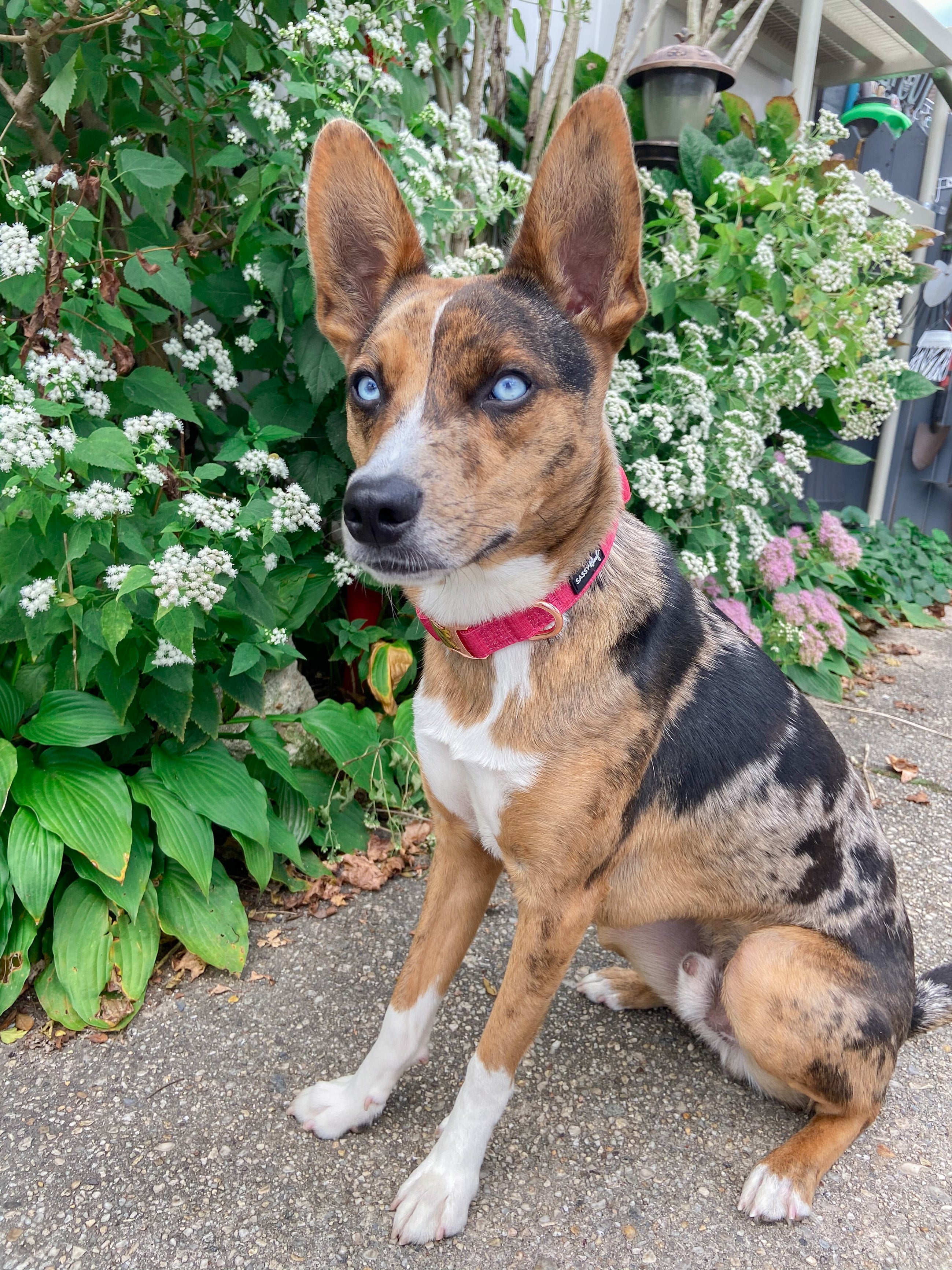 Dog Collar - Merlot