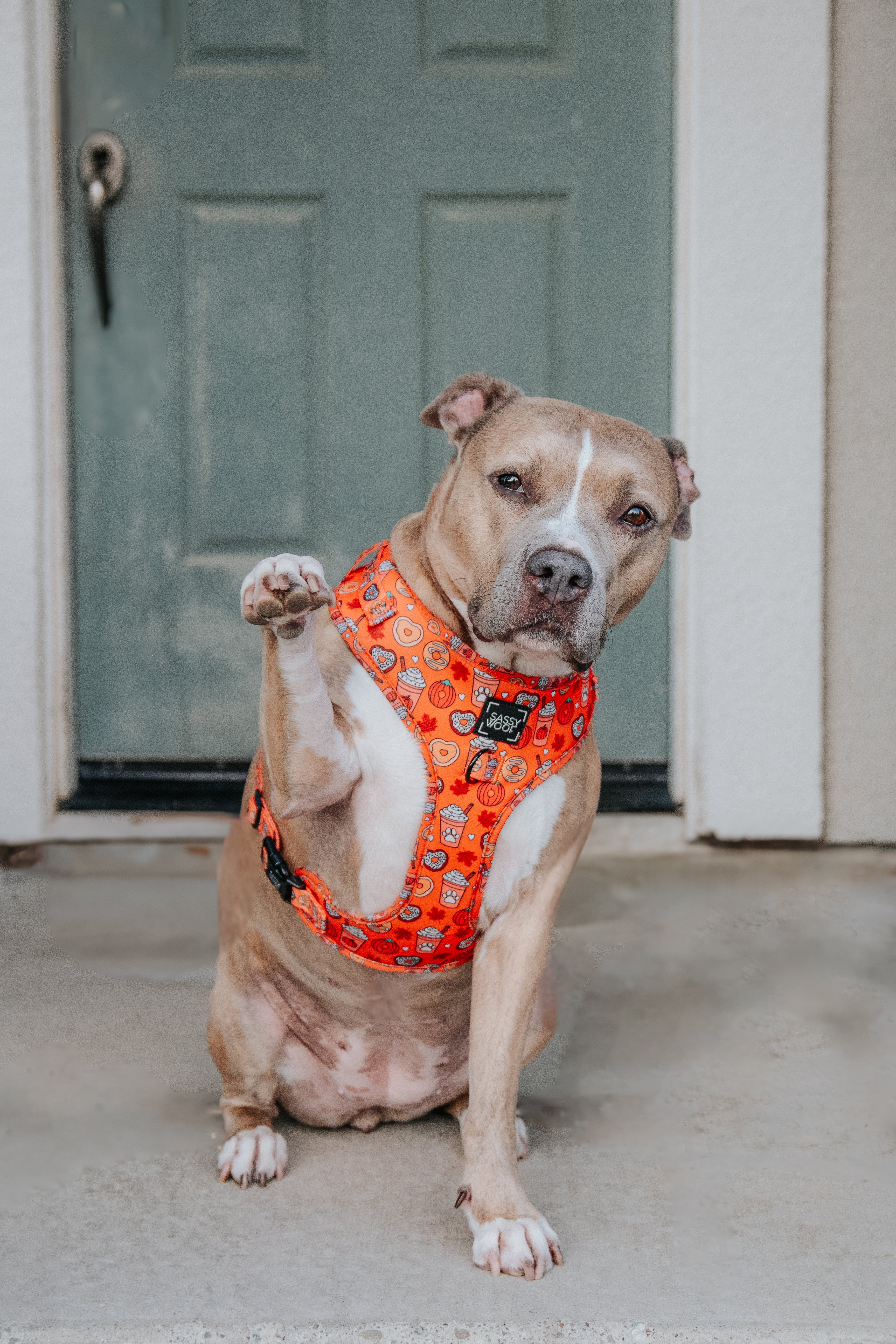 Dog Adjustable Harness - Pupkin Donuts