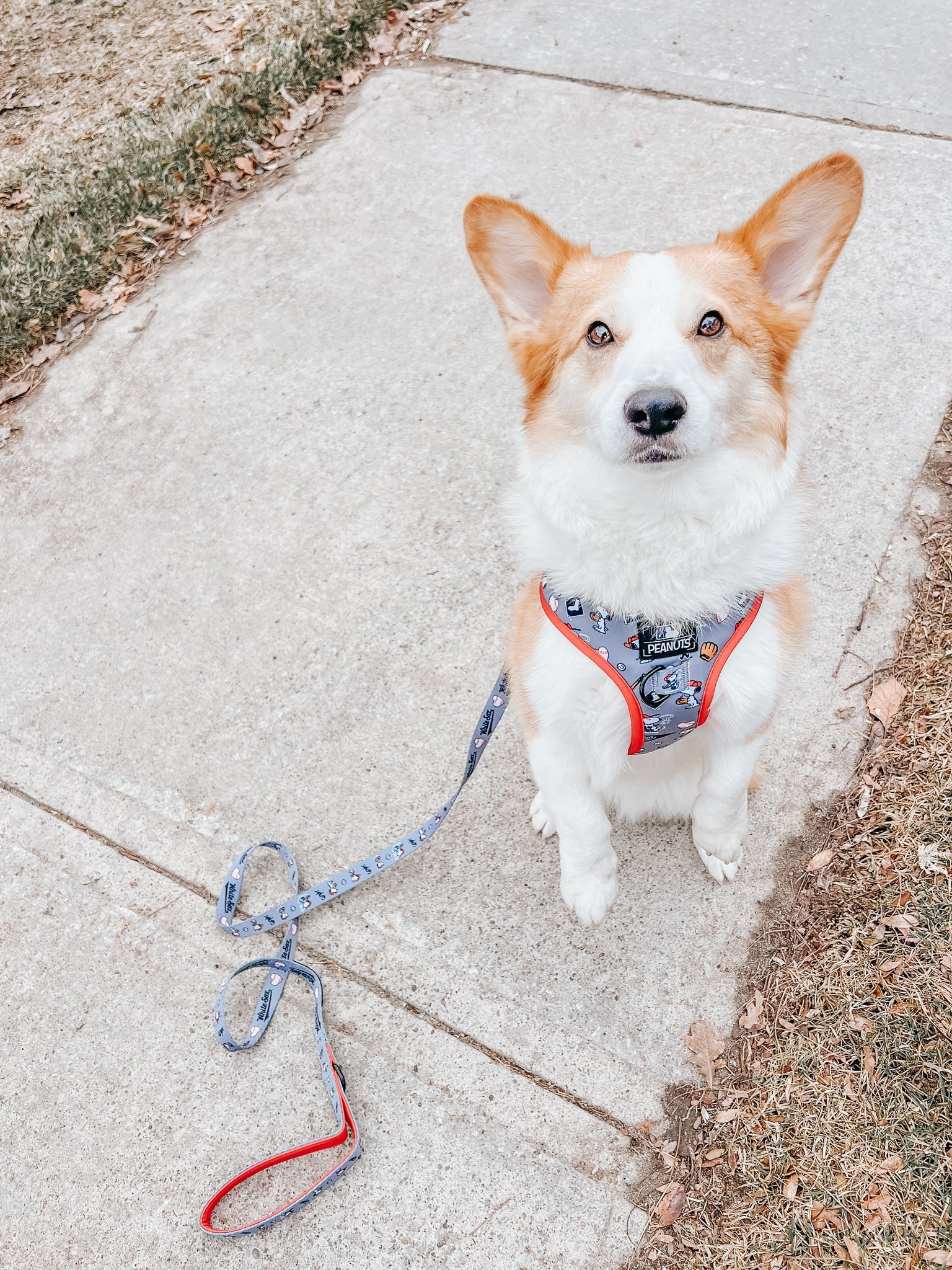 Dog Adjustable Harness - MLB™ x Peanuts™ Chicago White Sox™