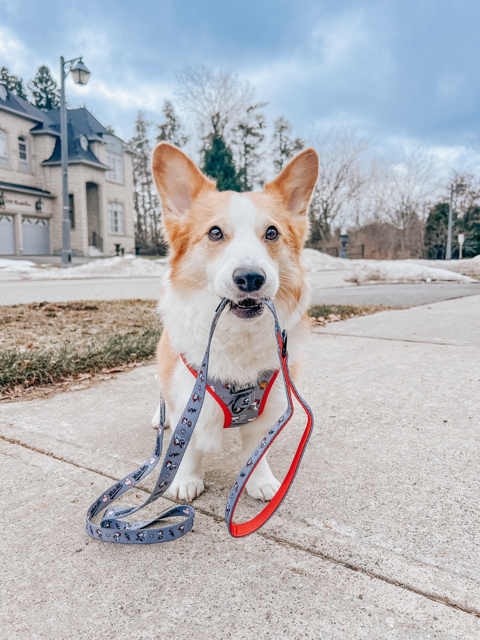 Dog Adjustable Harness - MLB™ x Peanuts™ Chicago White Sox™