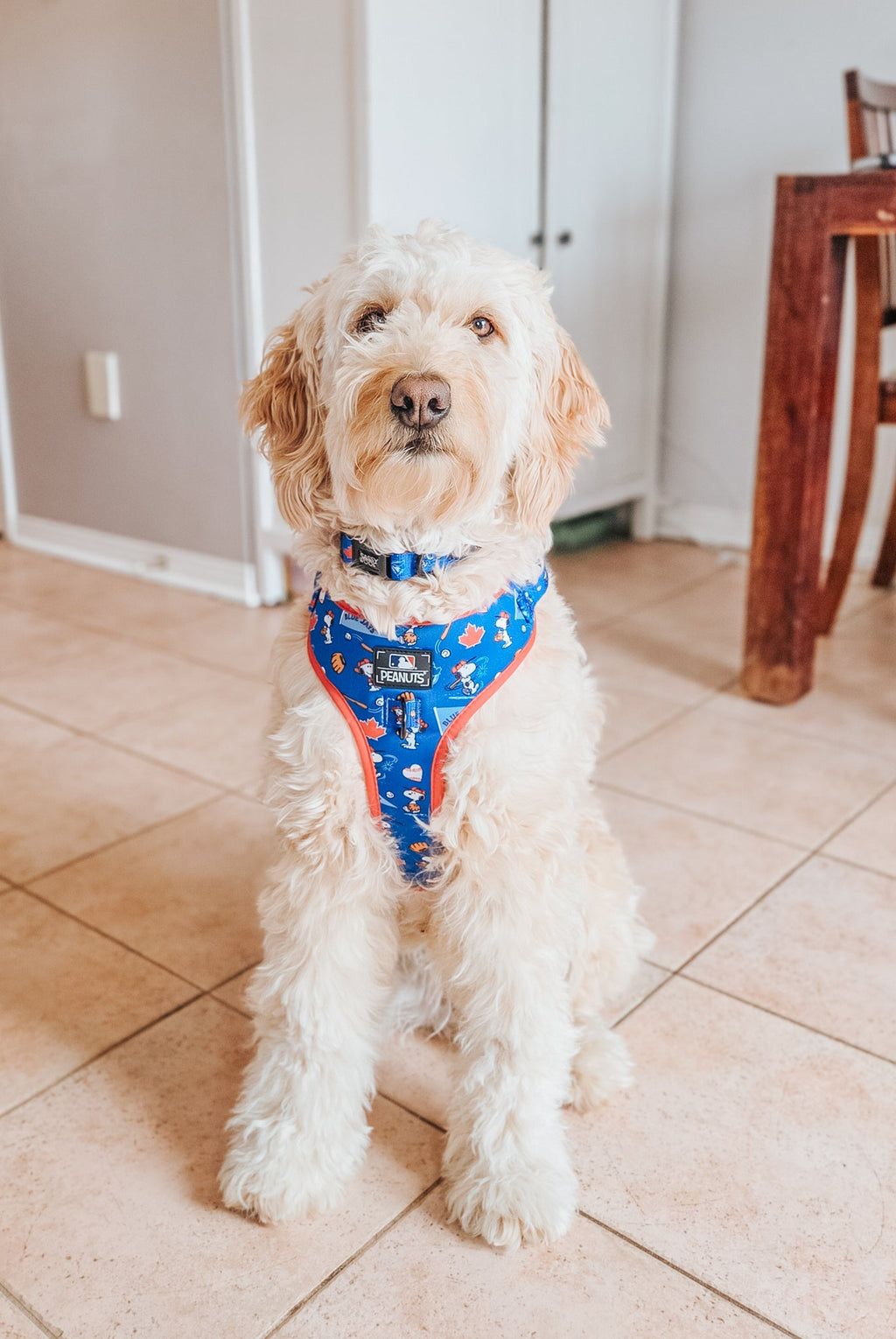 Dog Collar - MLB™ x Peanuts™ Toronto Blue Jays™