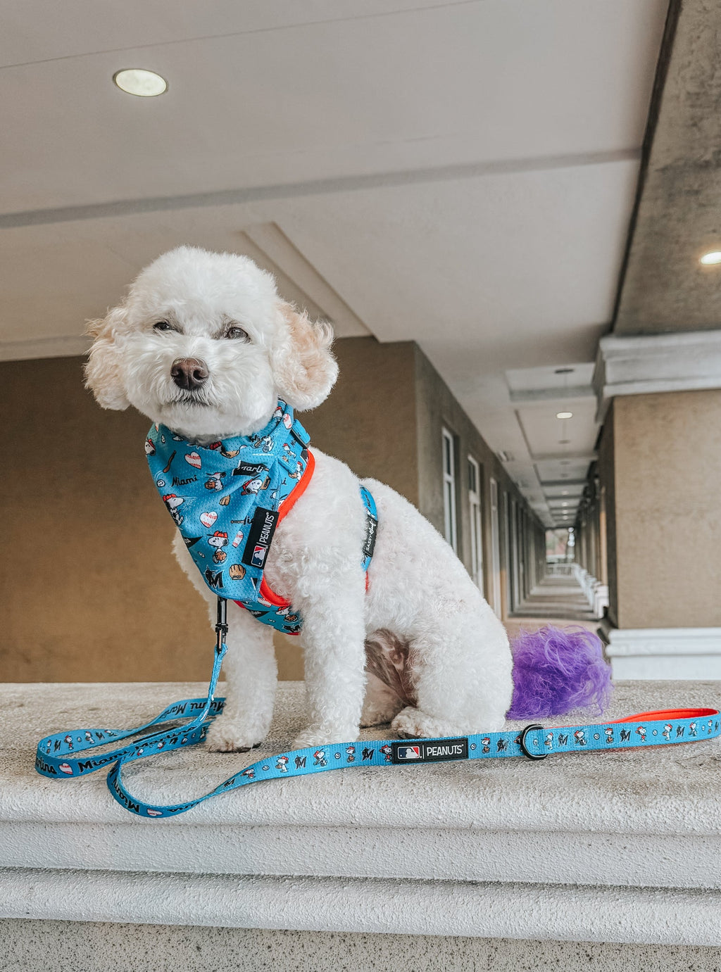 Dog Leash - MLB™ x Peanuts™ Miami Marlins™