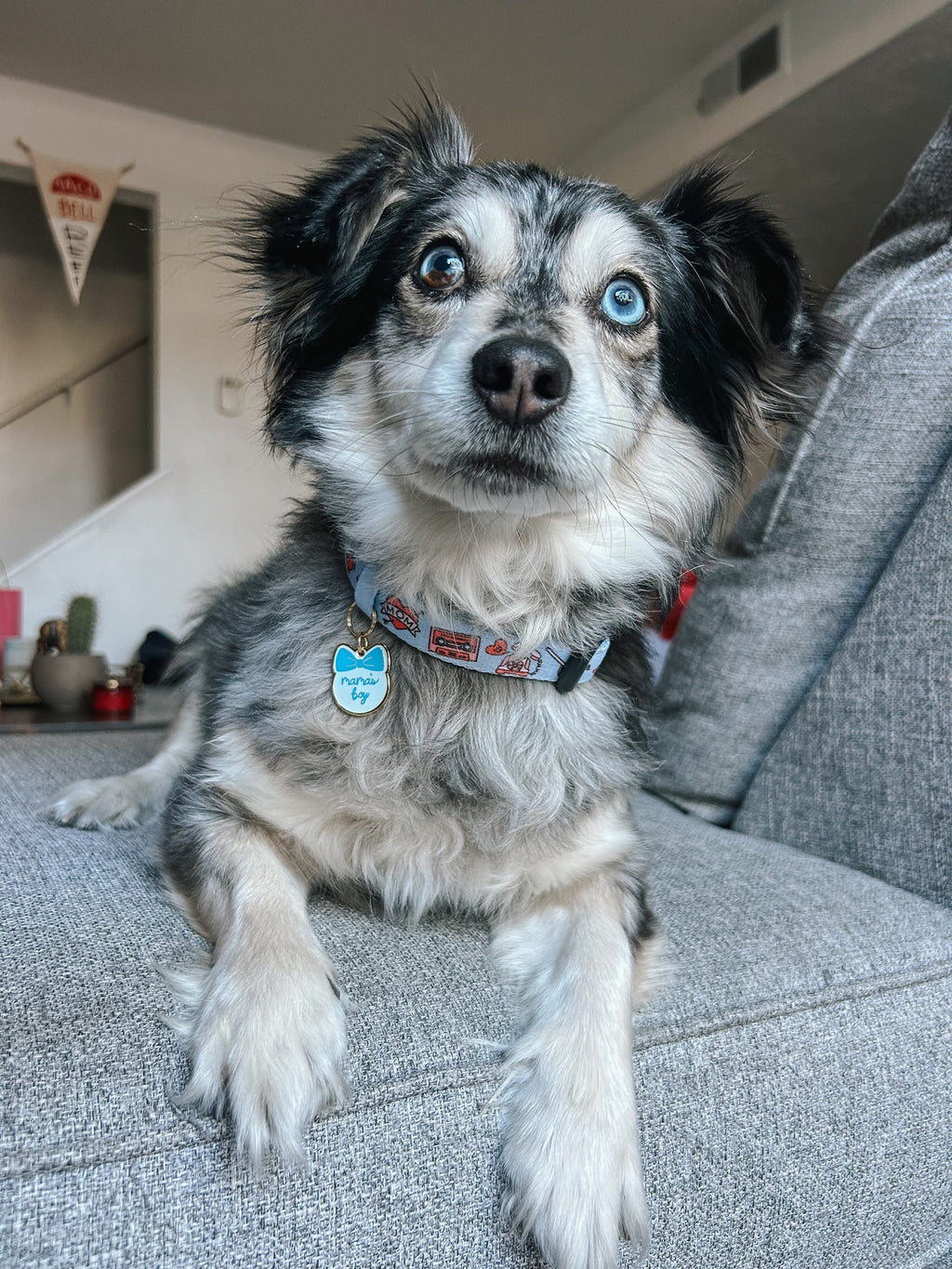 Collar Tag - Mama's Boy