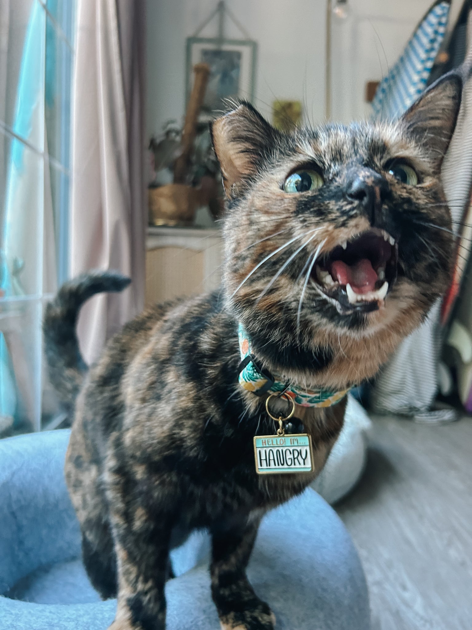 Collar Tag - Hello I'm Hangry
