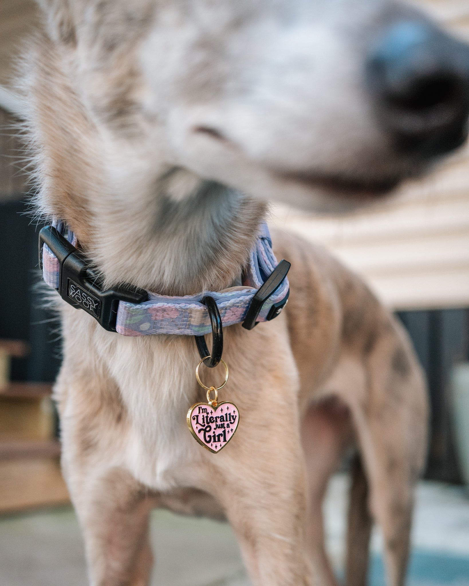 Collar Tag - Just a Girl