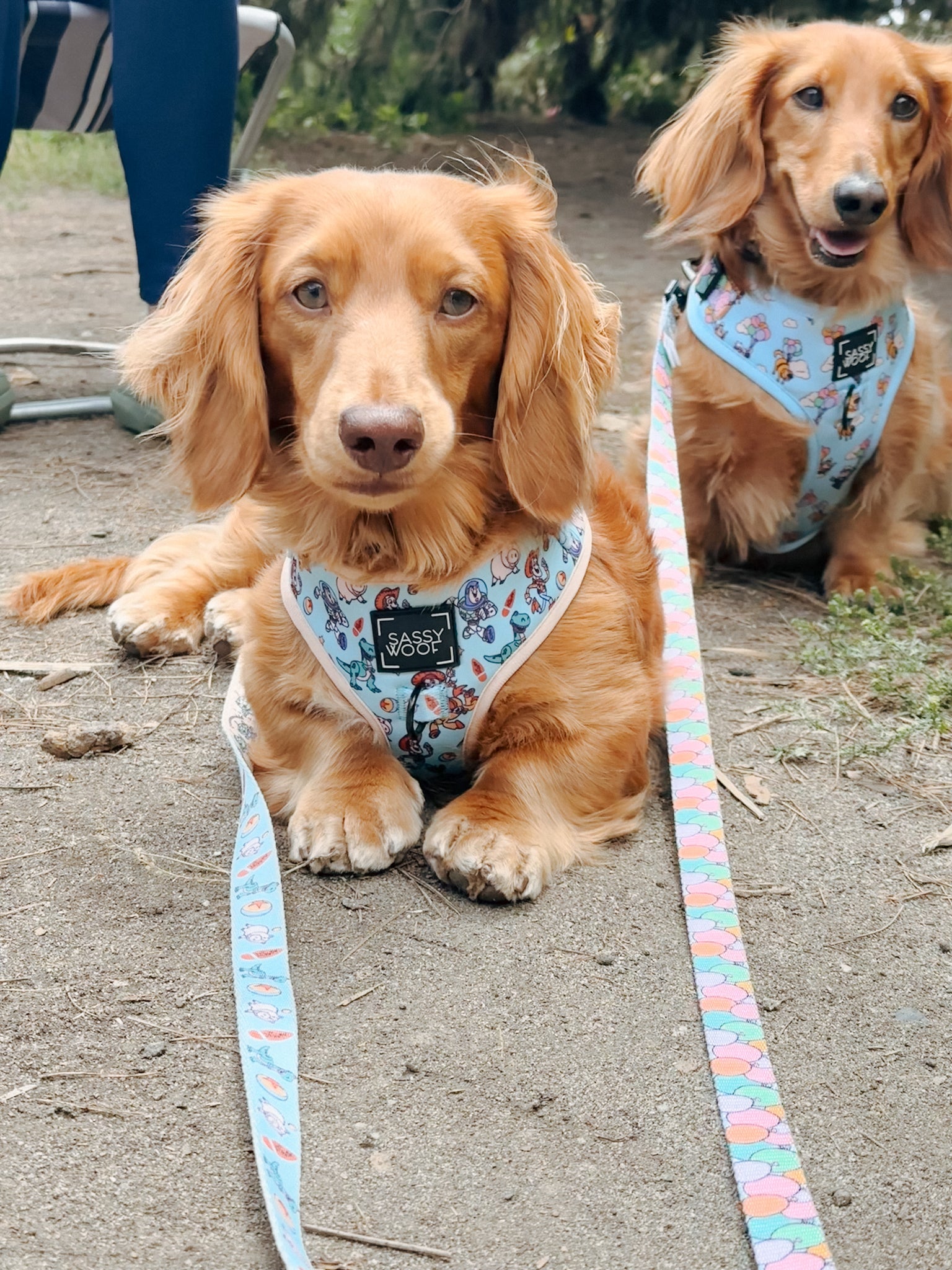 Dog Leash - Disney and Pixar's Toy Story