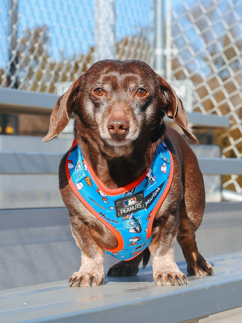 Dog Adjustable Harness - MLB™ x Peanuts™ Miami Marlins™