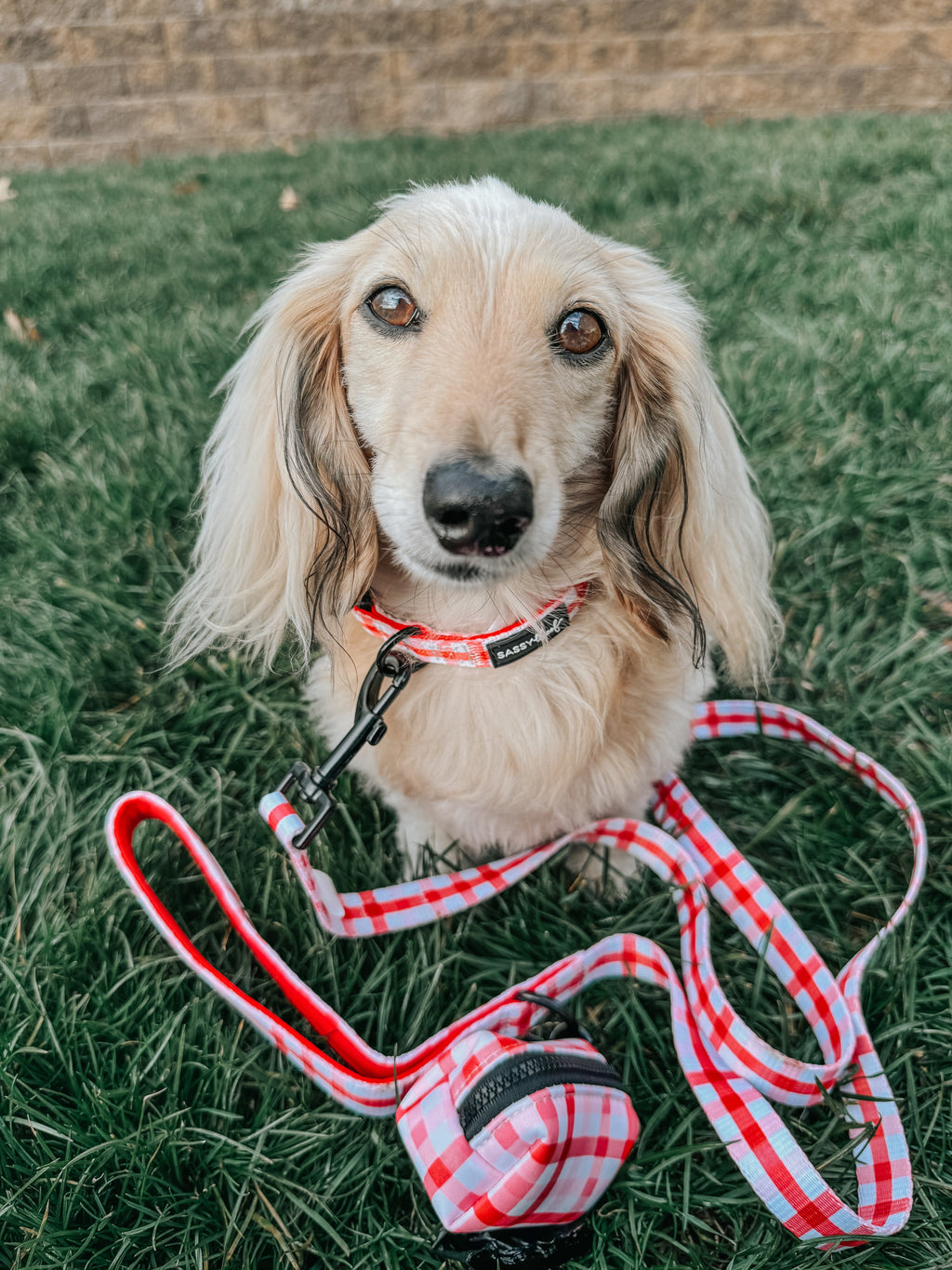 Dog Leash - Picnic Fur Two