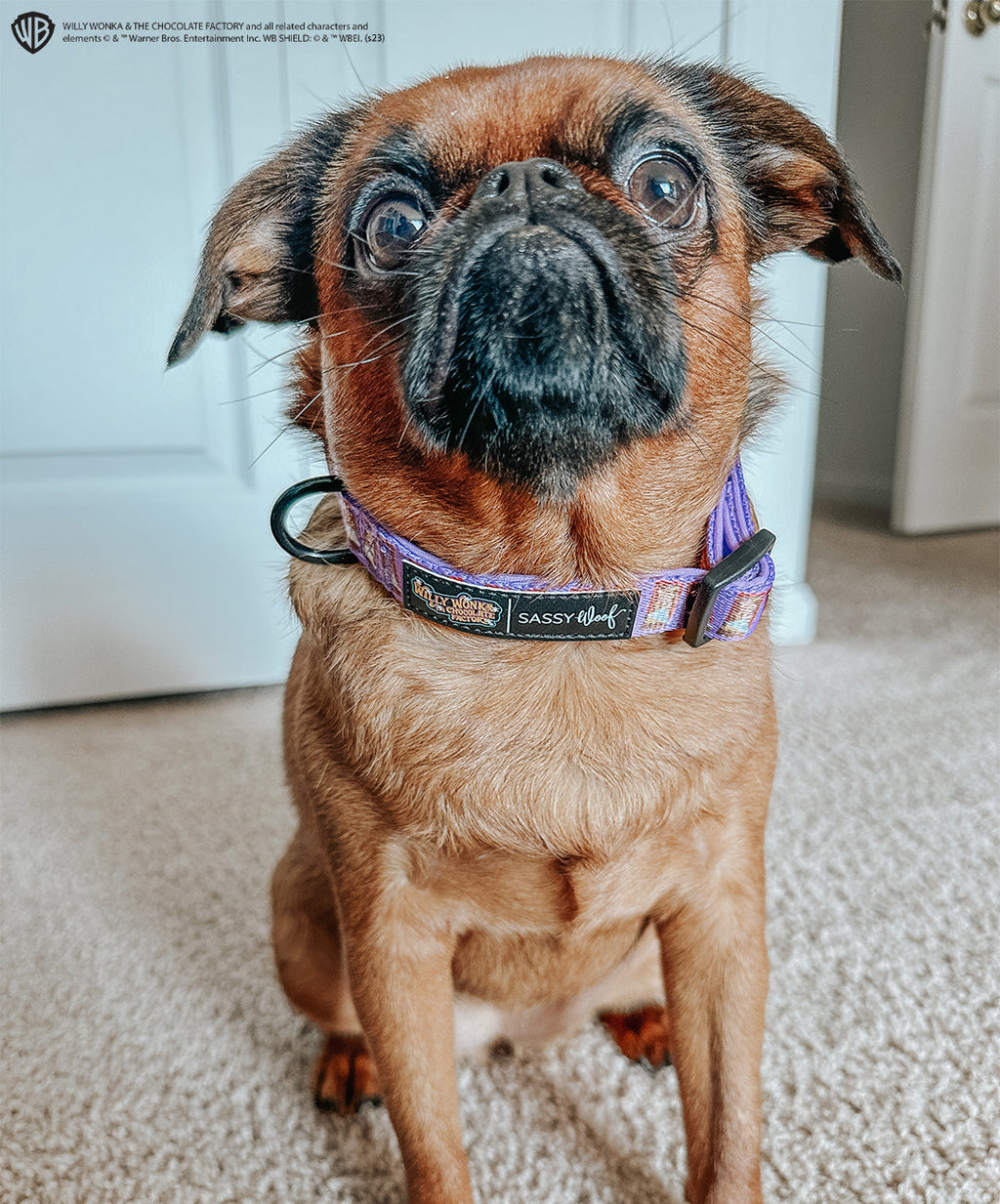 Dog Collar - Willy Wonka & The Chocolate Factory™