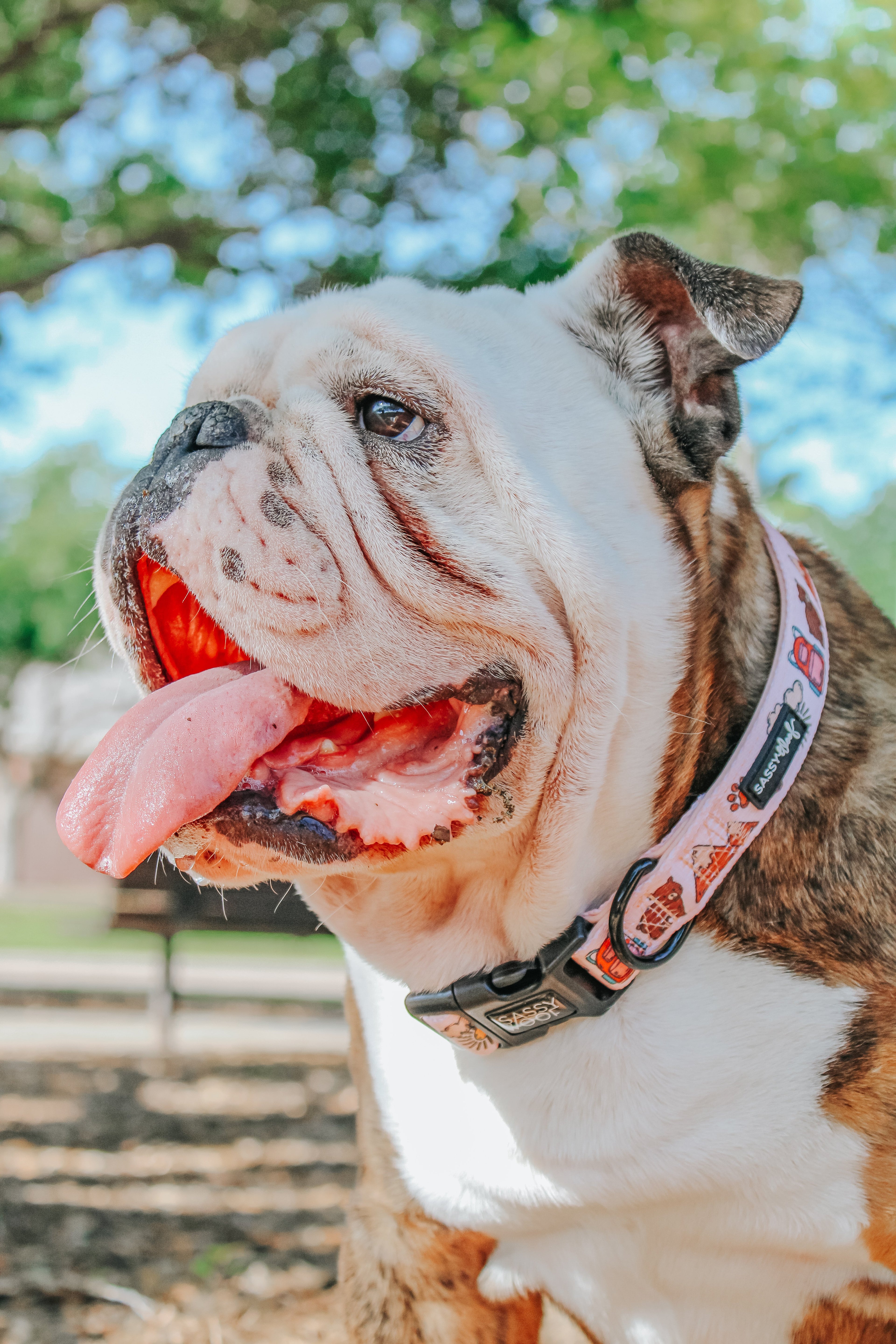 Dog Collar - National Bark