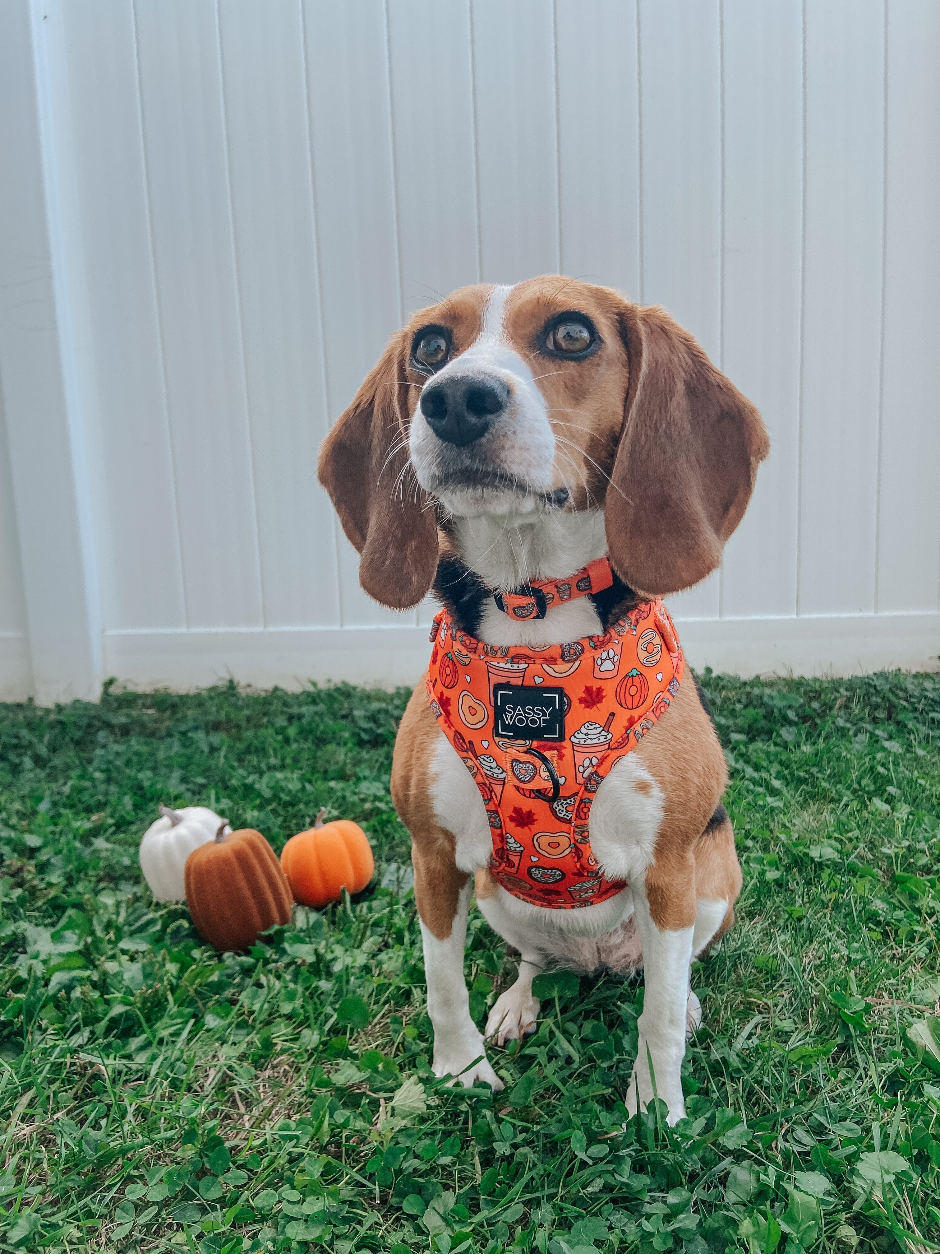Dog Collar - Pupkin Donuts
