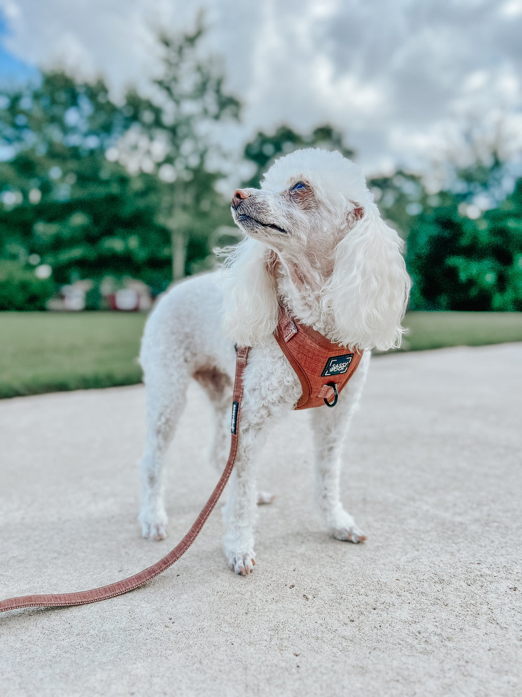 Dog Adjustable Harness - Teddy