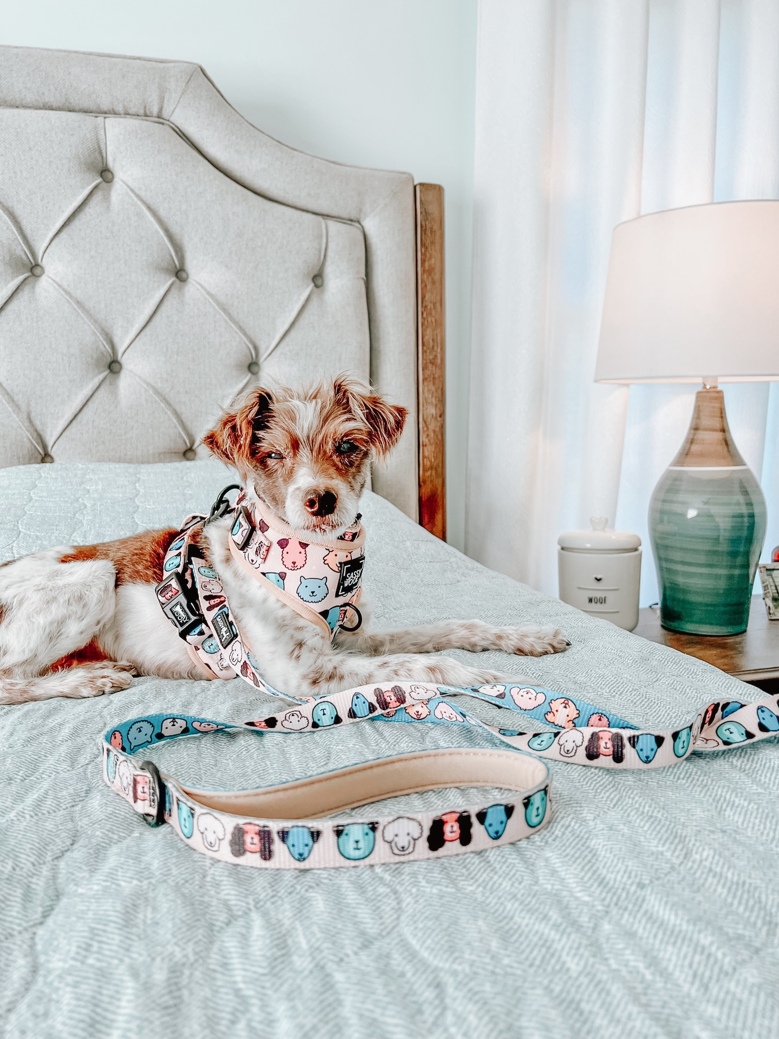 Dog Leash - Mixed With Love